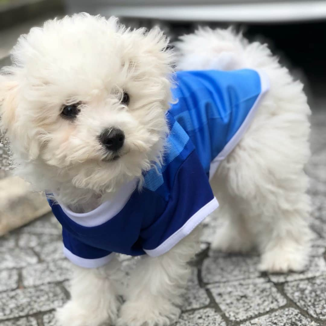 宇内梨沙さんのインスタグラム写真 - (宇内梨沙Instagram)「週末、🐶のもとへ✨  １日、もはや半日でも休みが あろうものなら会いに帰ります。  私のこと忘れて欲しくないのです🥺  この前購入したベイスターズの ユニフォーム着せました。可愛すぎ☺️ . ほかの🐶ちゃんと遊ぶのが 大好きなのでドッグランへ🏃‍♂️ . 果敢に挑むも返り討ちに されるのがうちの子のパターン👀  ドッグランだと 自由に過ごせるから楽しそうです。 . 🐶度高めのインスタになりつつありますが… 🐶好きの方はお付き合いくださいませ🙇‍♀️笑  １０連休最終日 さすがにゆっくり過ごされてる方が 多いんでしょうか？  素敵な１日お過ごしください〜✨ . 夜はNEWS23みてね〜✨ . #ビションフリーゼ #生後もうすぐ4ヶ月 #すっくすく育つよ〜 #ぽんぽこお腹も可愛いよ〜 #強気なのに甘えん坊で #我が家のまさにお姫様〜」5月6日 16時52分 - risaunai