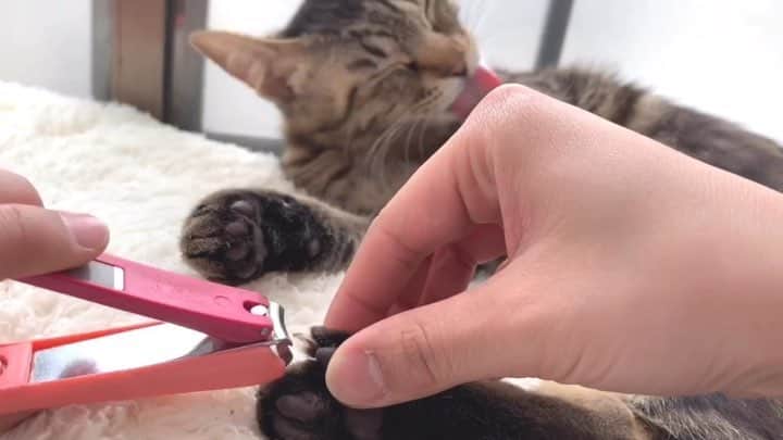 南口奈々のインスタグラム：「. すんなり爪をきらせるちびは猫じゃないにゃあ！！！ #猫の爪きり #猫の爪きりの仕方 #とにかく #よしよしする #気を紛らわせる #爪きり #ちび #元野良猫 #元保護猫 #さくらにゃんこ #ミルスタ #instacat #ネコスタグラム #猫 #ネコ #にゃんこ #cat  #ふわもこ部 #ペコねこ部 #スノーシュー #靴下にゃんこ」