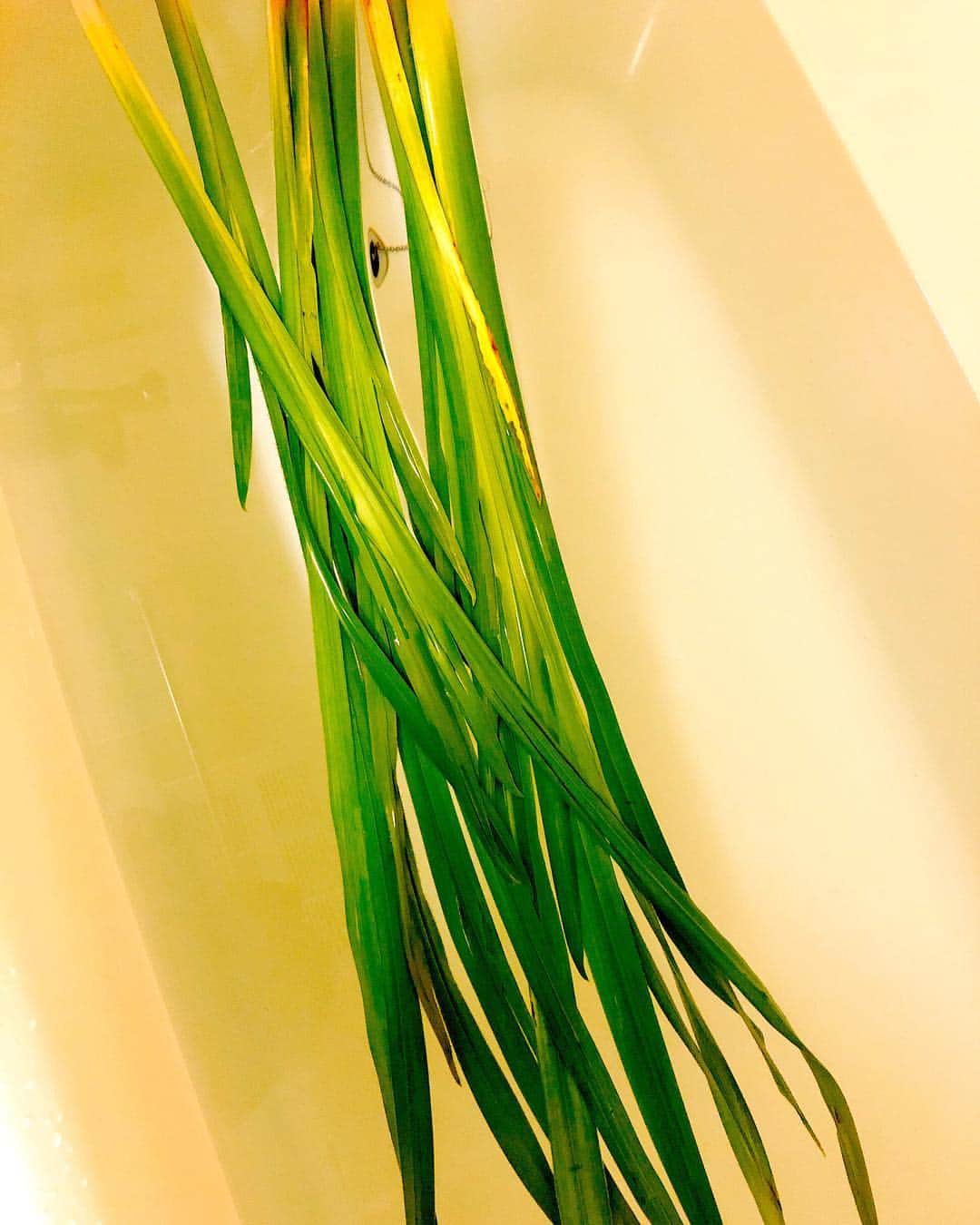 大空直美さんのインスタグラム写真 - (大空直美Instagram)「昨日はイベントおわりに、、、こどもの日らしくこんなお風呂に入りました☺️ 頭が良くなる儀式もやったよ(*´ー｀*) #こどもの日」5月6日 17時12分 - osorasan703