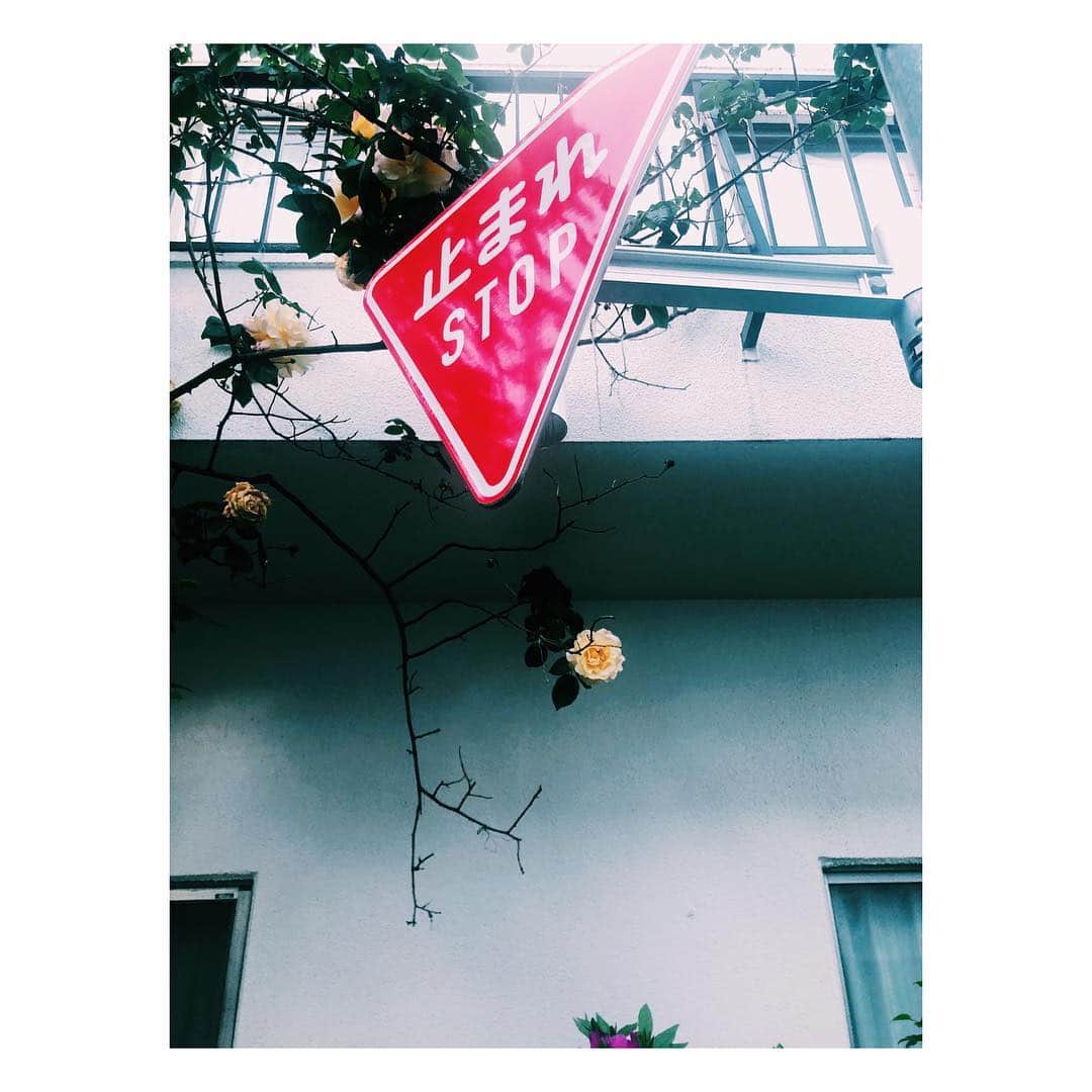 島田大介のインスタグラム：「バラの季節ね🌹」