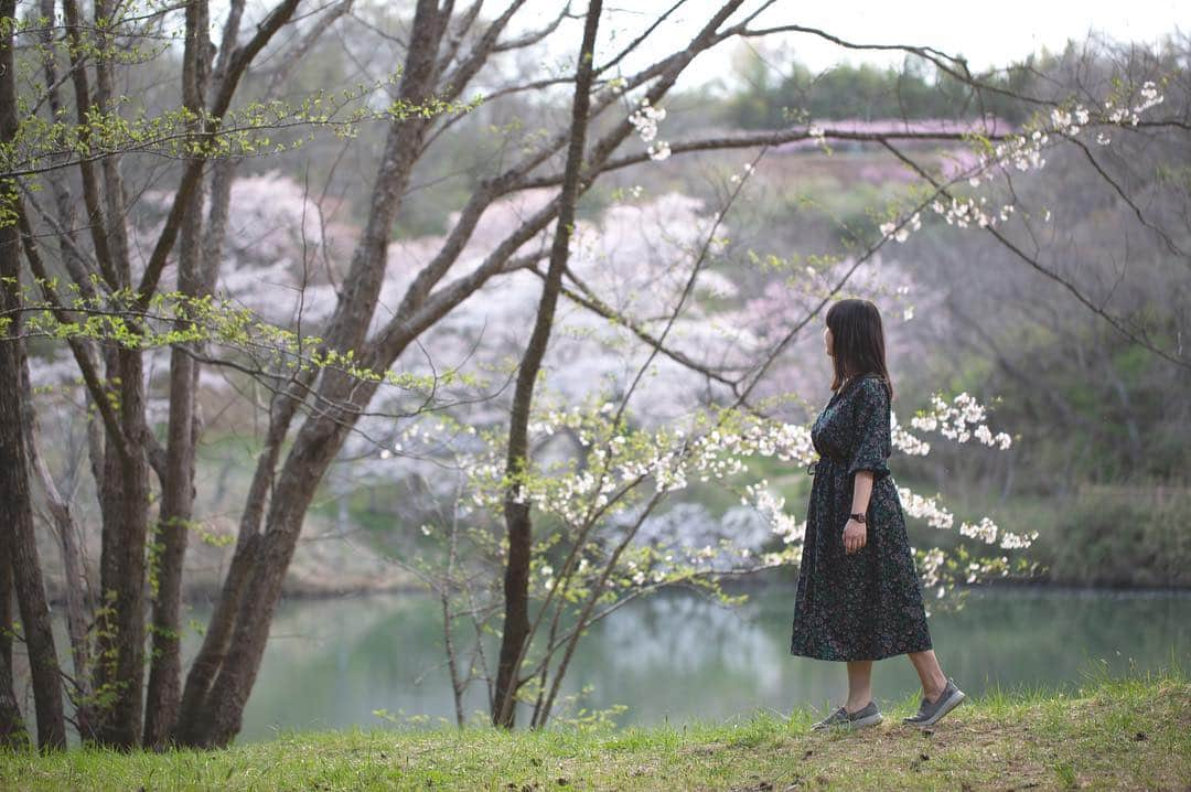 東北女子さんのインスタグラム写真 - (東北女子Instagram)「. 福島賞櫻part5:#やながわ希望の森公園 . 應該是這系列交通最方便的地方，但網路上都沒什麼資料🤔 當天人也很少，跟上一個庭院一樣都是很棒的秘境❣️ . 假日還可以體驗迷你蒸汽火車，適合帶小孩來玩🙌 . . Yanagawa希望之森公園 📍交通：從阿武隈急行 #やながわ希望の森公園前駅 徒步10分鐘 📍入園免費，24小時開放 . . 📷2019.04.18 . 福島賞櫻系列到此為止，希望對大家未來的賞櫻之旅有所幫助😆 . . . #日本東北 #東北女子travel #福島 #伊達市 #福島縣 #阿武隈急行 #東北旅行 #賞櫻 #東北花見 #日本自助 #東北賞櫻 #日本賞櫻 #SL列車 #行くぜ東北 #春の東北インスタキャンペーン #東北女子 #tohoku #fukushima　#fukushimacity　#wakufuku」5月6日 17時28分 - tohoku_girl_official