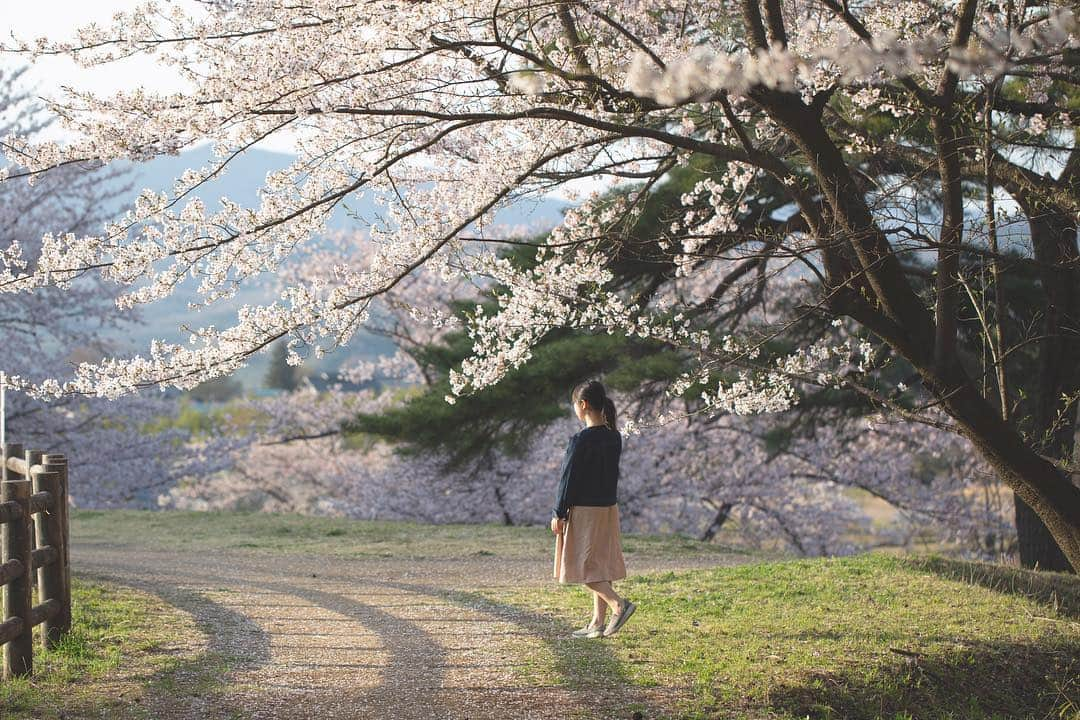 東北女子さんのインスタグラム写真 - (東北女子Instagram)「. 福島賞櫻part5:#やながわ希望の森公園 . 應該是這系列交通最方便的地方，但網路上都沒什麼資料🤔 當天人也很少，跟上一個庭院一樣都是很棒的秘境❣️ . 假日還可以體驗迷你蒸汽火車，適合帶小孩來玩🙌 . . Yanagawa希望之森公園 📍交通：從阿武隈急行 #やながわ希望の森公園前駅 徒步10分鐘 📍入園免費，24小時開放 . . 📷2019.04.18 . 福島賞櫻系列到此為止，希望對大家未來的賞櫻之旅有所幫助😆 . . . #日本東北 #東北女子travel #福島 #伊達市 #福島縣 #阿武隈急行 #東北旅行 #賞櫻 #東北花見 #日本自助 #東北賞櫻 #日本賞櫻 #SL列車 #行くぜ東北 #春の東北インスタキャンペーン #東北女子 #tohoku #fukushima　#fukushimacity　#wakufuku」5月6日 17時28分 - tohoku_girl_official