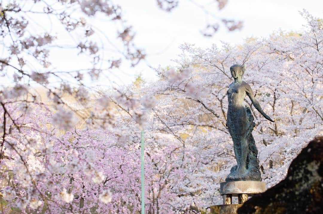 東北女子さんのインスタグラム写真 - (東北女子Instagram)「. 福島賞櫻part5:#やながわ希望の森公園 . 應該是這系列交通最方便的地方，但網路上都沒什麼資料🤔 當天人也很少，跟上一個庭院一樣都是很棒的秘境❣️ . 假日還可以體驗迷你蒸汽火車，適合帶小孩來玩🙌 . . Yanagawa希望之森公園 📍交通：從阿武隈急行 #やながわ希望の森公園前駅 徒步10分鐘 📍入園免費，24小時開放 . . 📷2019.04.18 . 福島賞櫻系列到此為止，希望對大家未來的賞櫻之旅有所幫助😆 . . . #日本東北 #東北女子travel #福島 #伊達市 #福島縣 #阿武隈急行 #東北旅行 #賞櫻 #東北花見 #日本自助 #東北賞櫻 #日本賞櫻 #SL列車 #行くぜ東北 #春の東北インスタキャンペーン #東北女子 #tohoku #fukushima　#fukushimacity　#wakufuku」5月6日 17時28分 - tohoku_girl_official