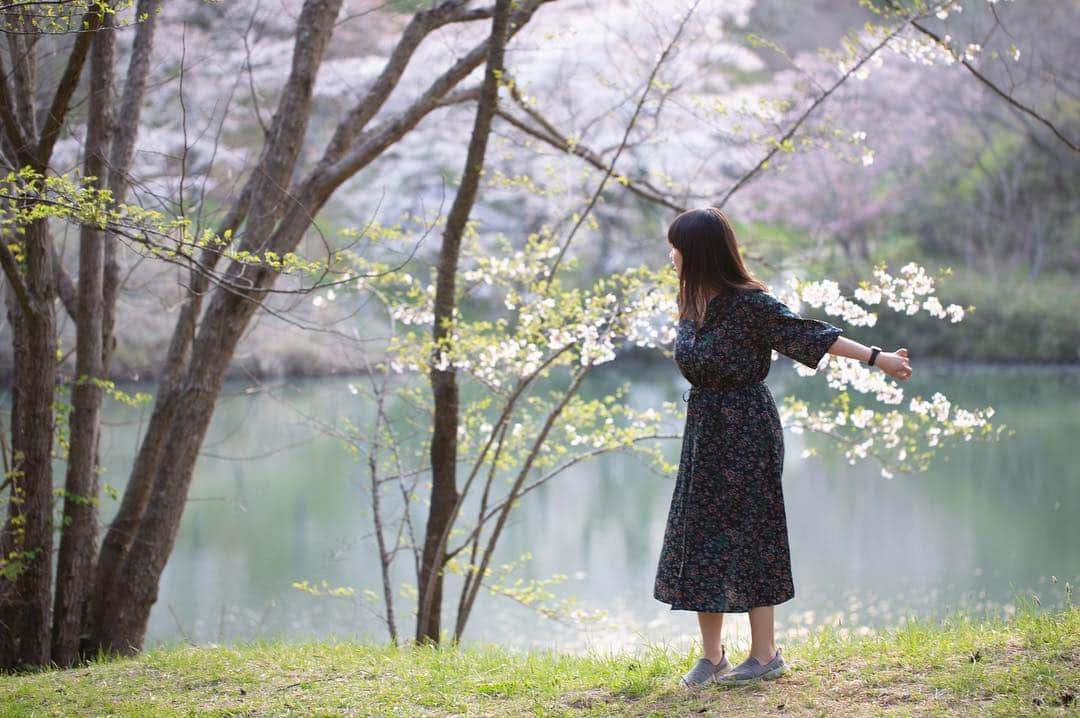 東北女子さんのインスタグラム写真 - (東北女子Instagram)「. 福島賞櫻part5:#やながわ希望の森公園 . 應該是這系列交通最方便的地方，但網路上都沒什麼資料🤔 當天人也很少，跟上一個庭院一樣都是很棒的秘境❣️ . 假日還可以體驗迷你蒸汽火車，適合帶小孩來玩🙌 . . Yanagawa希望之森公園 📍交通：從阿武隈急行 #やながわ希望の森公園前駅 徒步10分鐘 📍入園免費，24小時開放 . . 📷2019.04.18 . 福島賞櫻系列到此為止，希望對大家未來的賞櫻之旅有所幫助😆 . . . #日本東北 #東北女子travel #福島 #伊達市 #福島縣 #阿武隈急行 #東北旅行 #賞櫻 #東北花見 #日本自助 #東北賞櫻 #日本賞櫻 #SL列車 #行くぜ東北 #春の東北インスタキャンペーン #東北女子 #tohoku #fukushima　#fukushimacity　#wakufuku」5月6日 17時28分 - tohoku_girl_official