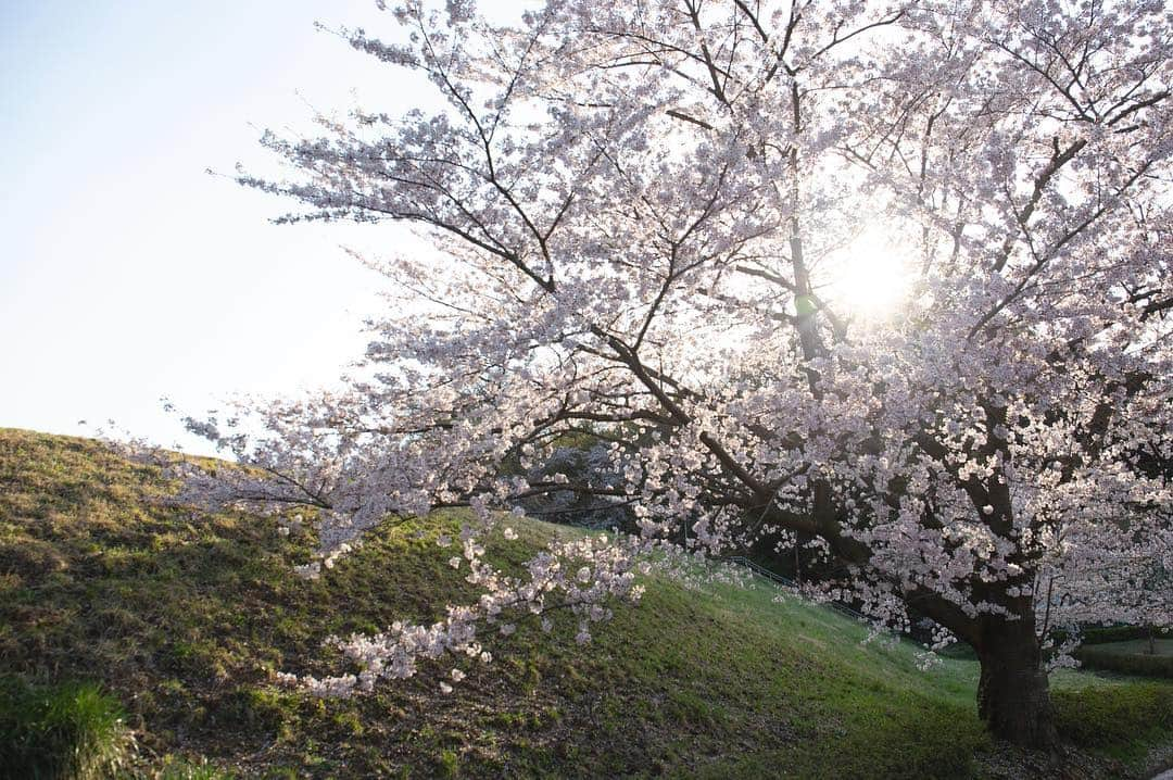 東北女子さんのインスタグラム写真 - (東北女子Instagram)「. 福島賞櫻part5:#やながわ希望の森公園 . 應該是這系列交通最方便的地方，但網路上都沒什麼資料🤔 當天人也很少，跟上一個庭院一樣都是很棒的秘境❣️ . 假日還可以體驗迷你蒸汽火車，適合帶小孩來玩🙌 . . Yanagawa希望之森公園 📍交通：從阿武隈急行 #やながわ希望の森公園前駅 徒步10分鐘 📍入園免費，24小時開放 . . 📷2019.04.18 . 福島賞櫻系列到此為止，希望對大家未來的賞櫻之旅有所幫助😆 . . . #日本東北 #東北女子travel #福島 #伊達市 #福島縣 #阿武隈急行 #東北旅行 #賞櫻 #東北花見 #日本自助 #東北賞櫻 #日本賞櫻 #SL列車 #行くぜ東北 #春の東北インスタキャンペーン #東北女子 #tohoku #fukushima　#fukushimacity　#wakufuku」5月6日 17時28分 - tohoku_girl_official