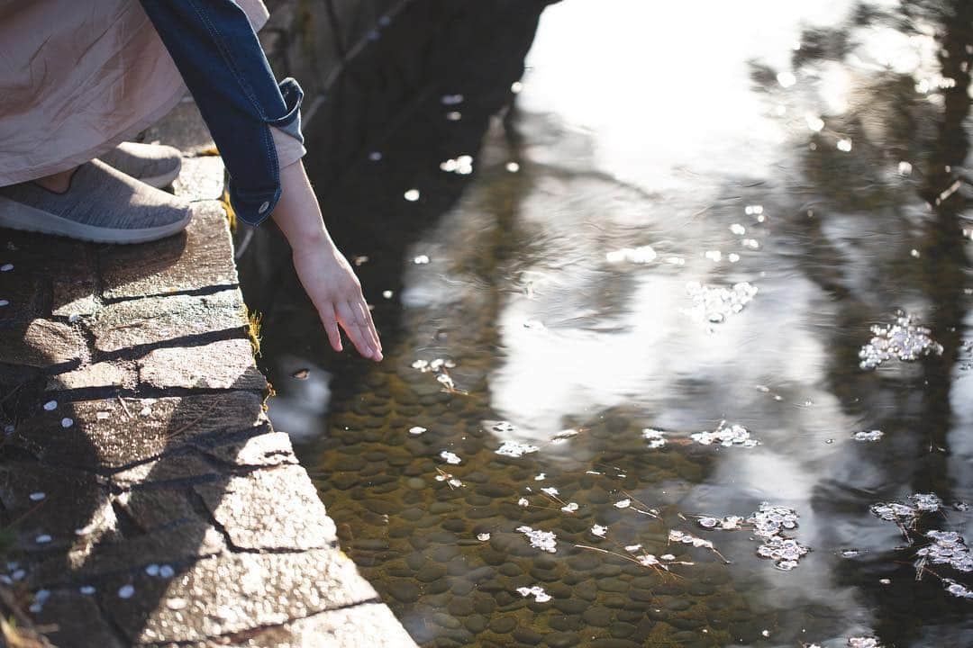 東北女子さんのインスタグラム写真 - (東北女子Instagram)「. 福島賞櫻part5:#やながわ希望の森公園 . 應該是這系列交通最方便的地方，但網路上都沒什麼資料🤔 當天人也很少，跟上一個庭院一樣都是很棒的秘境❣️ . 假日還可以體驗迷你蒸汽火車，適合帶小孩來玩🙌 . . Yanagawa希望之森公園 📍交通：從阿武隈急行 #やながわ希望の森公園前駅 徒步10分鐘 📍入園免費，24小時開放 . . 📷2019.04.18 . 福島賞櫻系列到此為止，希望對大家未來的賞櫻之旅有所幫助😆 . . . #日本東北 #東北女子travel #福島 #伊達市 #福島縣 #阿武隈急行 #東北旅行 #賞櫻 #東北花見 #日本自助 #東北賞櫻 #日本賞櫻 #SL列車 #行くぜ東北 #春の東北インスタキャンペーン #東北女子 #tohoku #fukushima　#fukushimacity　#wakufuku」5月6日 17時28分 - tohoku_girl_official