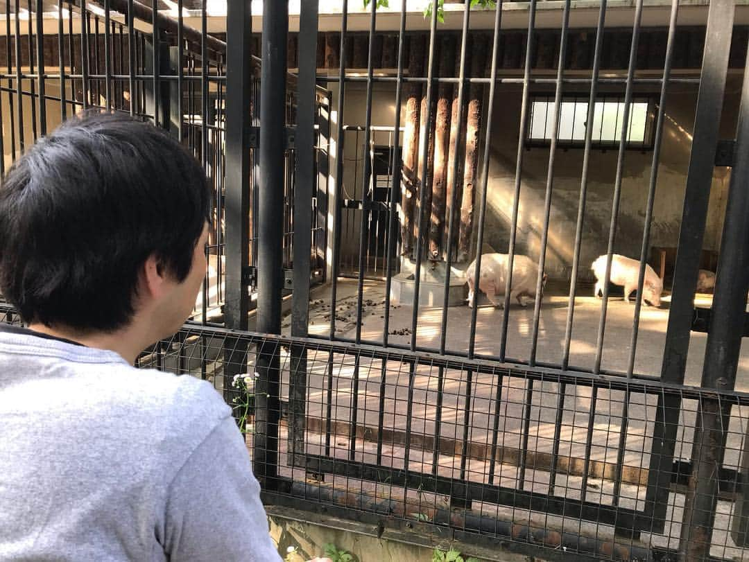 ロッシーさんのインスタグラム写真 - (ロッシーInstagram)「昨日は、大宮出番！ なんと、去年も、この5月に、フルーツポンチ亘と出番が同じで、合間に大宮散歩したよ！ 一年ぶりの氷川神社から、氷川神社の動物園へ！去年は、時間なく動物園の入り口まで、 今回は、動物園も楽しめたよ！ #大宮 #氷川神社 #大宮公園小動物園 #入園無料 #フルーツポンチ亘 #動物園 #野性爆弾 #ロッシー #より。 #ロシ写真  去年と今年！何となく2人とも肥えた！？」5月6日 17時33分 - yaseibakudan_rossy