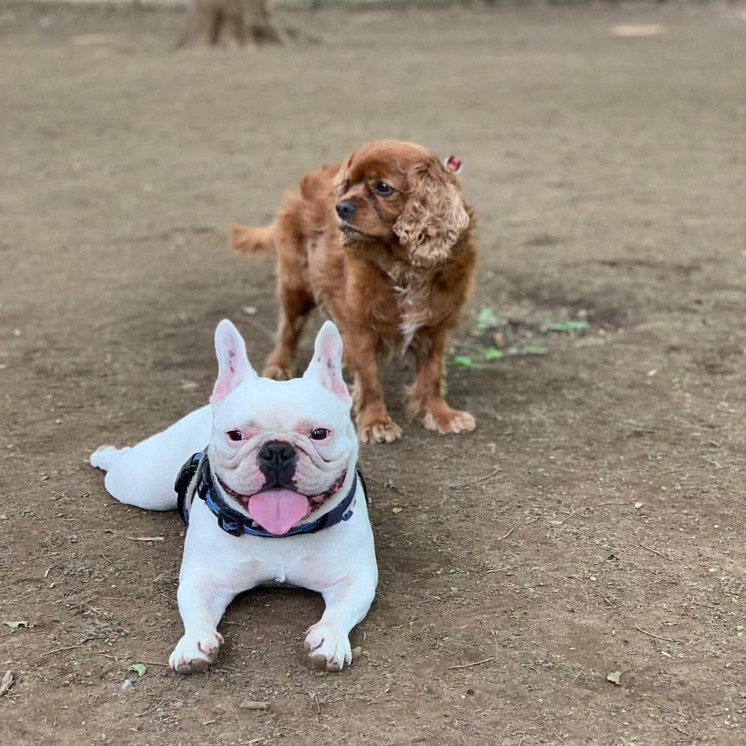 なべやかんさんのインスタグラム写真 - (なべやかんInstagram)「ドッグランで遊んだ〜！！！ #ilovedogs #frenchbulldog #cavalierkingcharlesspaniel  #whippet」5月6日 17時58分 - yakan_nabe