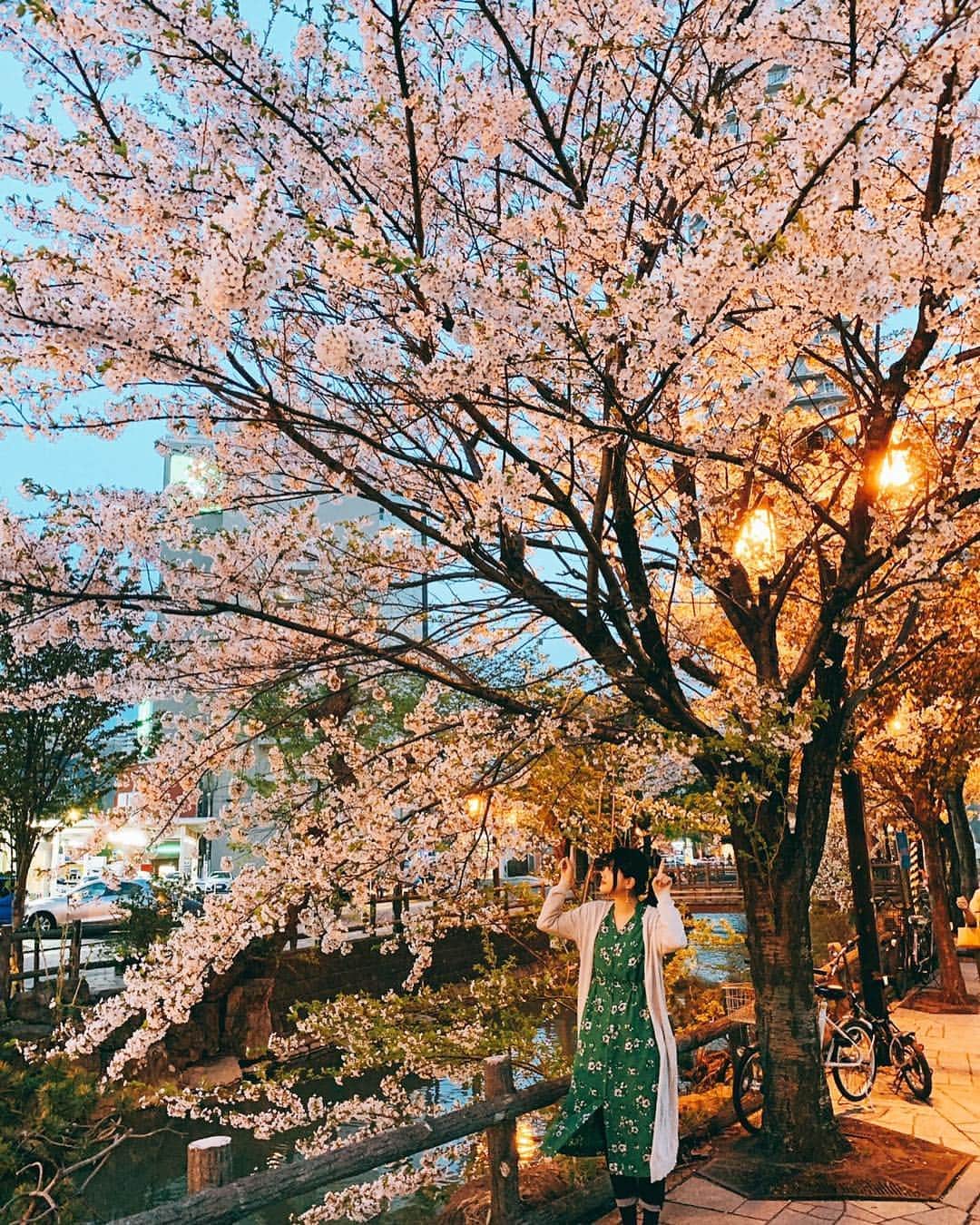 吉岡聖恵さんのインスタグラム写真 - (吉岡聖恵Instagram)「北海道だけに、みんなよろコーンでくれていたらいいな🌽✨✨✨ 北海道に集まって下さった皆さんは、めちゃくちゃ元気がたっぷりでした❗️びっくり嬉しかったです👀🌈🌈🌈 結構、お客さんと話したよ😄🌟🌟🌟 色々な場所から、北海道札幌ライブ、来て下さったあなた、どうもありがとうございました🥔❗️ 札幌は桜が咲いていたよ🌸🌸🌸 ちょこっとお散歩👟✨ 綺麗だなぁ😊✨ #いきものがかりファンクラスツアーモゥ集牧だよー2019  #ZeppSapporo  #コーンにつあー  #ラベンダーが有名なこの土地でだべんだー  #だじゃれ円陣  #桜」5月6日 17時56分 - kiyoe_yoshioka_official