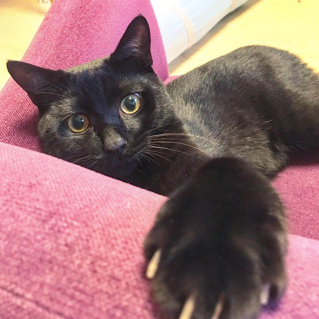 しおやてるこさんのインスタグラム写真 - (しおやてるこInstagram)「くろすけと遊んだ #黒猫 #blackcat」5月6日 23時46分 - shiochin1129