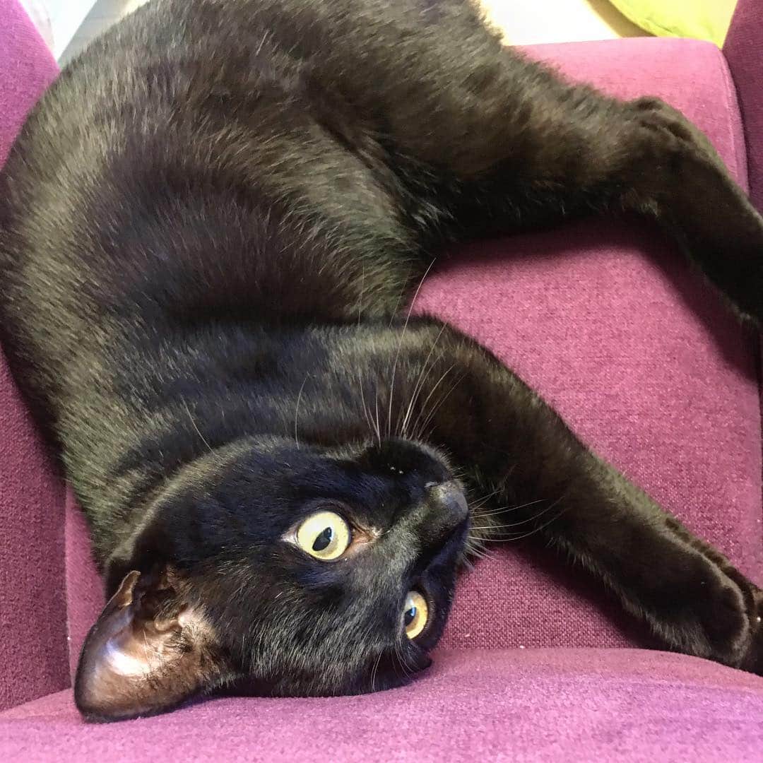 しおやてるこさんのインスタグラム写真 - (しおやてるこInstagram)「くろすけと遊んだ #黒猫 #blackcat」5月6日 23時46分 - shiochin1129
