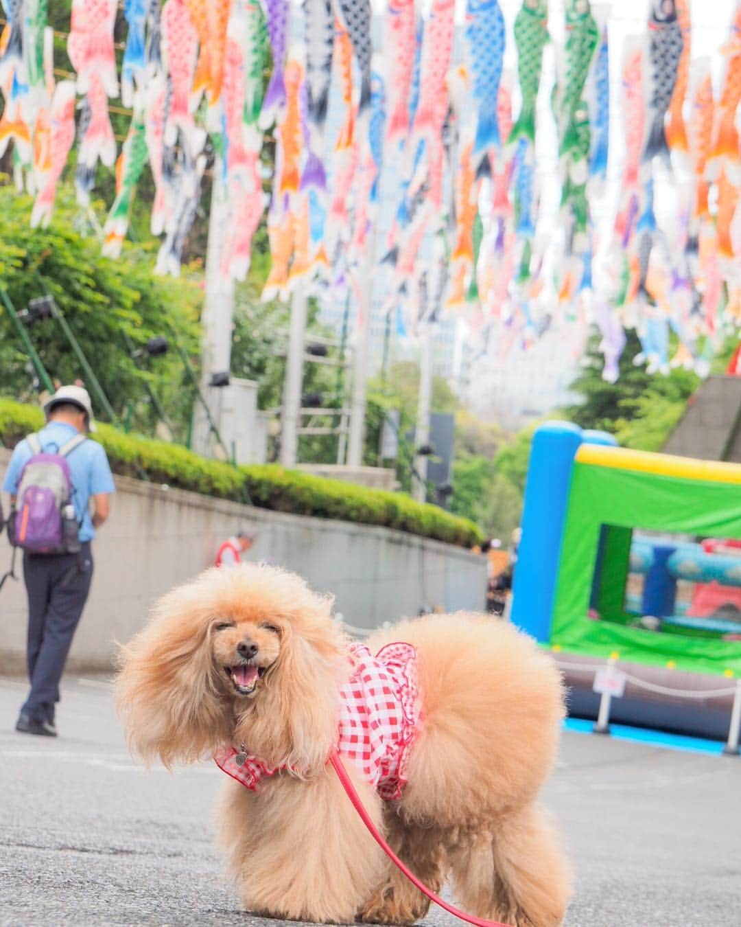 Toypoodle Mikuru?Asakusa Tokyoのインスタグラム：「20190506 Monday. 10連休最終日😭 家族で芝公園にお散歩いきましたよ💞 . ❶ 東京タワーのこいのぼり🎏 ❷ ノッポン兄弟 ❸ 芝公園でランチ🍙 明るい農村で買って行きました😆 ❹ Park Day ❺ 六本木ヒルズ 少し休憩 ❻ 東京ミッドタウン グリーンドッグでお買い物🥩🥓🍗🍖 ❼ 大きなこいのぼりが横たわってました🎏 . 大門➡︎東京タワー➡︎芝公園➡︎麻布十番➡︎六本木ヒルズ➡︎東京ミッドタウン 休憩しつつですが、12.5キロ歩きました😆 みきゅるんは、リュックで快適移動もありでしたよ☺️ . みくる体力増強させる為に(充分元気ですが😂)生肉🥓とその他オニク買いました😄 . いつまでも元気にいて欲しいですからね😌 . 明日から社会復帰💧 もう、どんな仕事してたか忘れました🤣🤣🤣 . #東京タワー #芝公園 #六本木ヒルズ #東京ミッドタウン #グリーンドッグ」