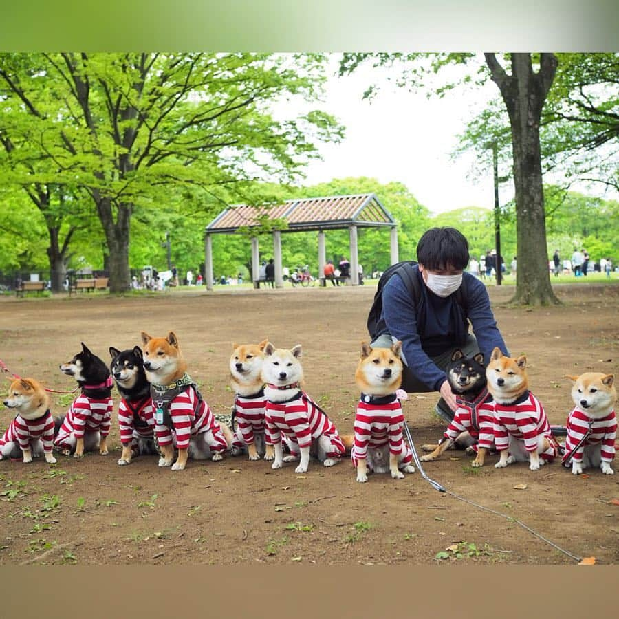 豆柴にこちゃんさんのインスタグラム写真 - (豆柴にこちゃんInstagram)「🐶🚔 本日、代々木公園にて、 #脱獄柴 集会決行‼️ . 極悪な柴犬だらけだったけど、 なんとかサツ👮‍♀️には捕まらず 無事に今後の犯行計画について 話し合うことができました😏 . ラグビー同好会🏉でも、 楳図かずお会でもありません . 最後は指名手配用集合写真の 撮影風景動画。 極悪なだけあってなかなかまとまらない。 . そして2枚目のみつまめちゃんパパが 一番怪しくなっちゃった😎笑 . ▼脱獄メンバー くま吉くん @kumakichi_511 くるみちゃん @kurumi_kourin とのくん @chii_tono_ なずなちゃん @nazuna0428 はるちゃん @haru_mameshiba ぽっちゃん @mameshiba_potechi 豆助くん @mamesuke_57 みつまめちゃん @mitsumame_shibasta リリちゃん @lily0316am . #脱獄柴 . 脱獄ウェアはこちらで購入💁‍♀️ @verytokyo . #柴犬#豆柴#pecoいぬ部#犬#わんこ#犬#ここ柴部#shibainu#dog#mameshiba#pecotv#dog#いぬのきもち部#しばいぬ#しばけん#こいぬ#シバイヌ#いぬ#イヌ#赤柴#マメシバ#ペット#日本犬#子犬#puppy#doggo#pet」5月6日 18時47分 - nikochan.mame48