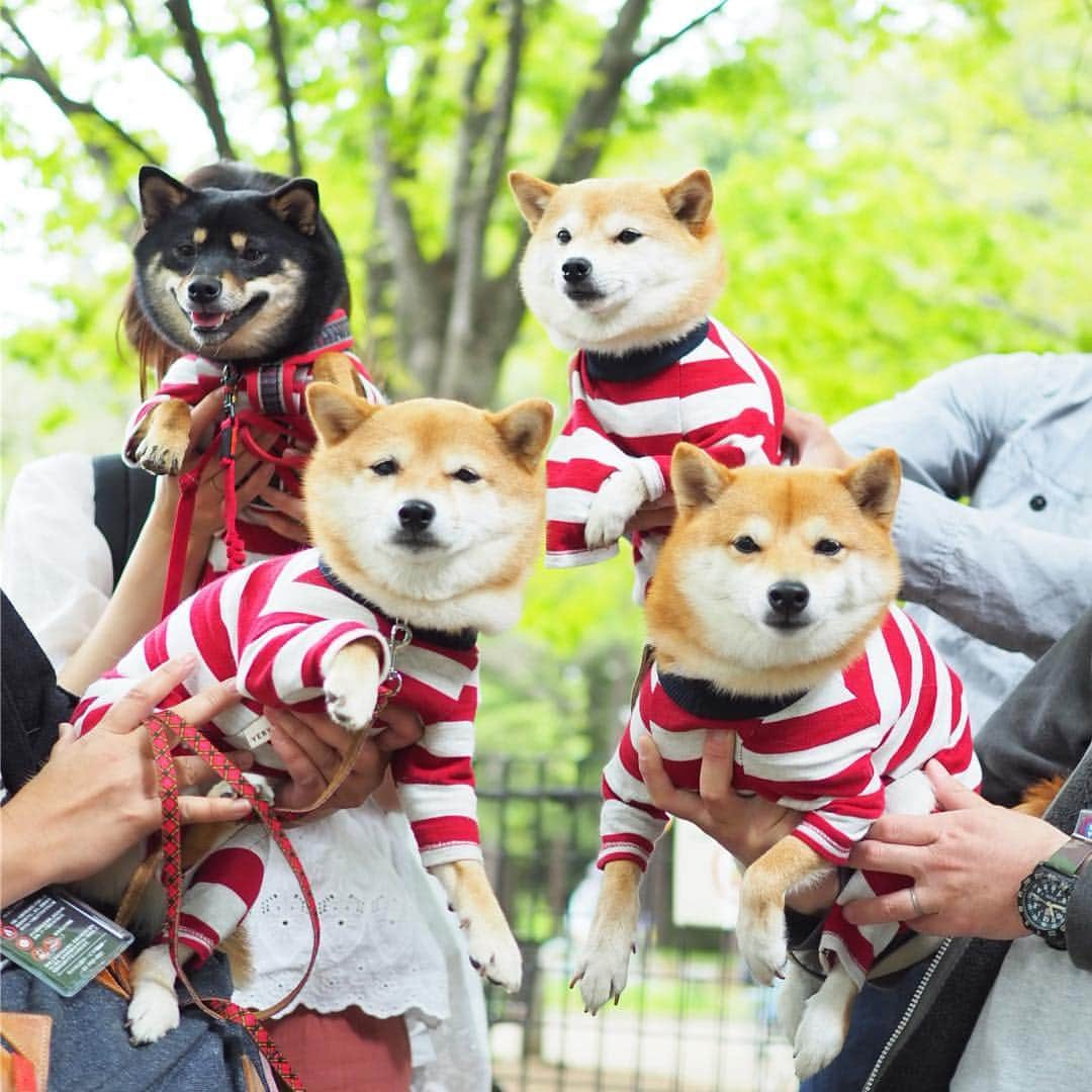 豆柴にこちゃんさんのインスタグラム写真 - (豆柴にこちゃんInstagram)「🐶🚔 本日、代々木公園にて、 #脱獄柴 集会決行‼️ . 極悪な柴犬だらけだったけど、 なんとかサツ👮‍♀️には捕まらず 無事に今後の犯行計画について 話し合うことができました😏 . ラグビー同好会🏉でも、 楳図かずお会でもありません . 最後は指名手配用集合写真の 撮影風景動画。 極悪なだけあってなかなかまとまらない。 . そして2枚目のみつまめちゃんパパが 一番怪しくなっちゃった😎笑 . ▼脱獄メンバー くま吉くん @kumakichi_511 くるみちゃん @kurumi_kourin とのくん @chii_tono_ なずなちゃん @nazuna0428 はるちゃん @haru_mameshiba ぽっちゃん @mameshiba_potechi 豆助くん @mamesuke_57 みつまめちゃん @mitsumame_shibasta リリちゃん @lily0316am . #脱獄柴 . 脱獄ウェアはこちらで購入💁‍♀️ @verytokyo . #柴犬#豆柴#pecoいぬ部#犬#わんこ#犬#ここ柴部#shibainu#dog#mameshiba#pecotv#dog#いぬのきもち部#しばいぬ#しばけん#こいぬ#シバイヌ#いぬ#イヌ#赤柴#マメシバ#ペット#日本犬#子犬#puppy#doggo#pet」5月6日 18時47分 - nikochan.mame48