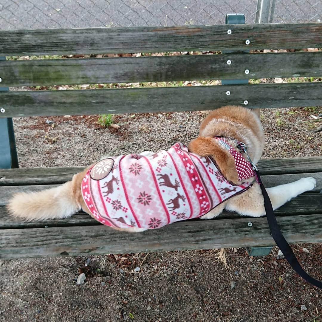 柴子さんのインスタグラム写真 - (柴子Instagram)「柴子(仮名)さん、お散歩中に一休み。 帰りの半分は抱っこで(*^^*) ちょいと疲れちゃったね。 #柴犬　#shibainu #shibastagram」5月6日 18時54分 - senogawadogs