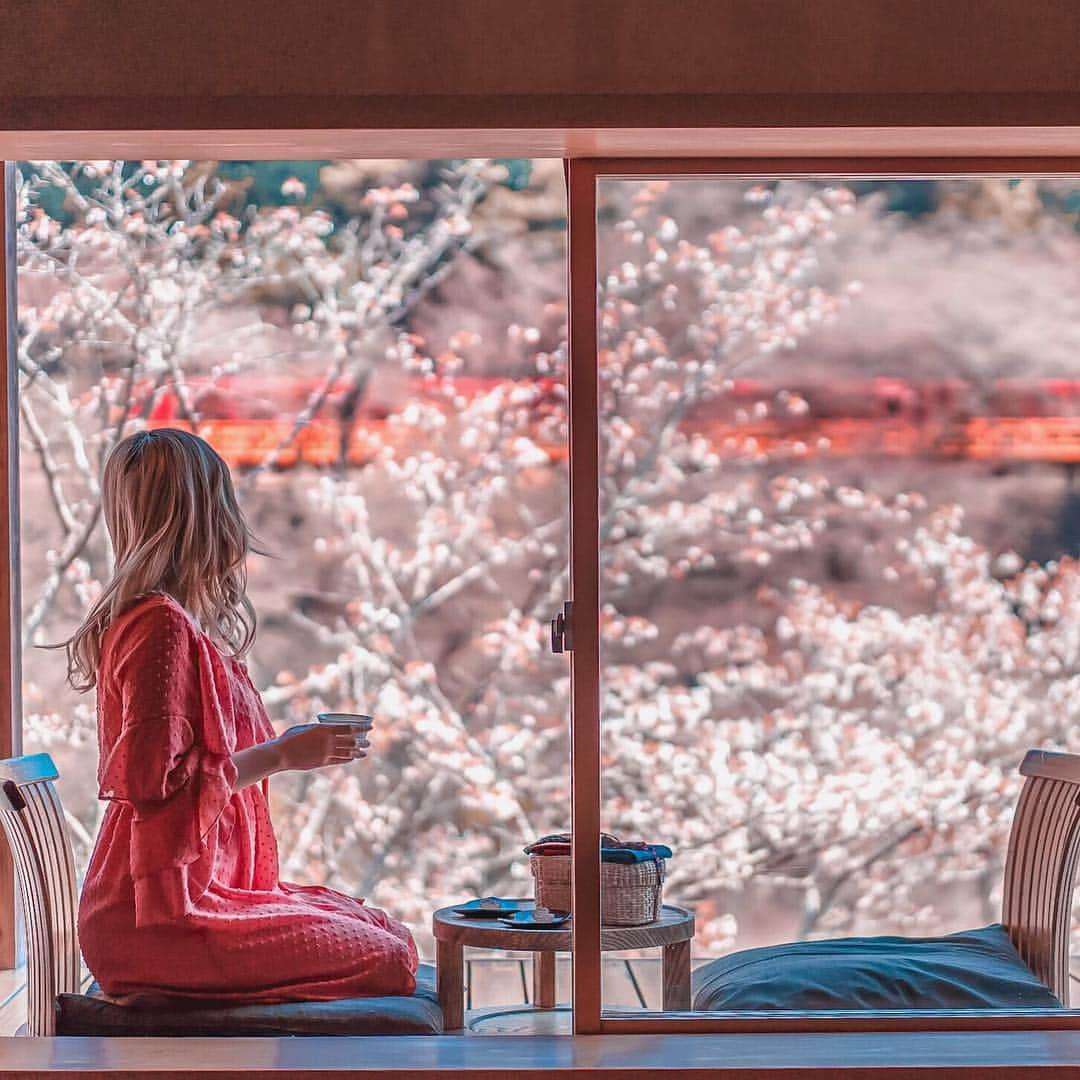 Stella Leeさんのインスタグラム写真 - (Stella LeeInstagram)「Casually drinking my matcha at Hoshinoya Kyoto during sakura season, and the famous Sagano Romantic Train passed by 😍🚞🚞🚞 . #hoshinoresorts #hoshinoyakyoto @hoshinoresorts.official 📸 @ayuunareswari」5月6日 18時56分 - stellalee92