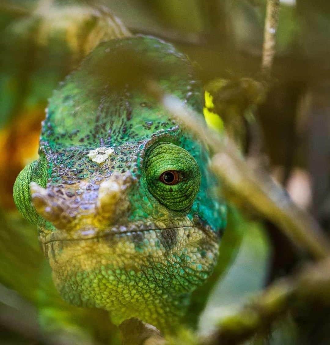 Lonely Planetさんのインスタグラム写真 - (Lonely PlanetInstagram)「#LonelyPlanet author @stuartbutler1974 was lucky enough to get up-close-and-personal with this Parson's Chameleon, whilst on assignment in Andasibe-Mantadia National Park, #Madagascar. 💚」5月6日 19時00分 - lonelyplanet