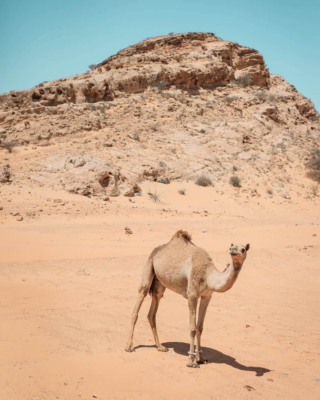 山下歩さんのインスタグラム写真 - (山下歩Instagram)「ドバイの砂漠にはたくさんのラクダ！地元の鳥取砂丘とは全然雰囲気が違った笑っ 個人的にはドバイの街よりも砂漠の方がとても良くて、特にSUV車で砂漠を走りまわるのが楽しすぎた。また動画あげるのでお楽しみにー！  @msccruisesofficial  #MSCExcursions #MSCMagnifica #MSCクルーズ #paidpartnership #ドバイ #dubai photo credit: @likathetika」5月6日 19時02分 - ayumu822