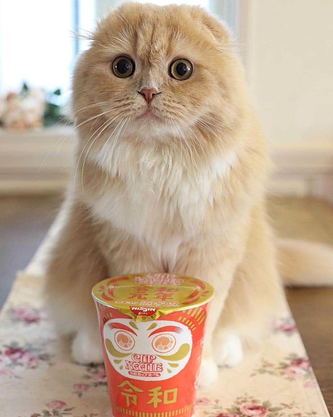 ベルさんのインスタグラム写真 - (ベルInstagram)「. 🍜 "Reiwa" Happy new era Cup Noodles 🍜 . あの〜 にゃんこの令和限定商品はにゃいの?? . 限定に弱いのはママだけじゃなく お兄たんも同じみたいにゃ🤣 . 🍜 @cupnoodle_jp #令和カップヌードル #令和元年 . @yukaki0518 ゆかりん #ごろにゃんまつり . #photois #50000人の写真展 #大切な家族 #東京 @fujifilm_photois #animalabo #いやしネコ大賞 #ベストキャットオーディション #ビューティープロコンテスト @beautypro_contest #this_is_mylifeな1枚  #kissカメラ #リビング兵庫ペット #サンデイ #anan動物 #朝ワンコ夕ニャンコ #らぶにゃんるうむ 🍜 #ベルちゃん #すずちゃん ・ NAME : Bell  ベル Breed : minuet  ミヌエット 🎂 : 2016.5.15  2歳 ・ NAME : Suzu すずちゃん Breed : Scottish fold スコティッシュフォールド 🎂 : 2018.3.21 1歳」5月6日 19時06分 - ricorico_rico