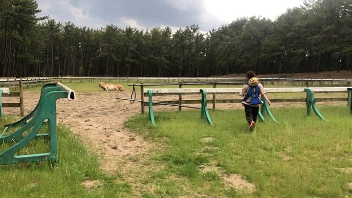 中西希のインスタグラム：「﻿ ﻿ ﻿ 馬に癒された一日でした🐴 ﻿ ﻿ ﻿ #宮崎旅 #GW #帰省﻿ #動物動画 #馬 #馬好き」