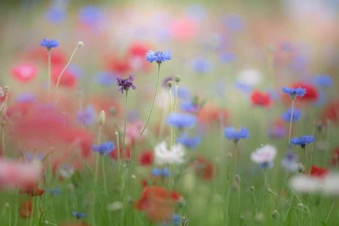 花の写真館さんのインスタグラム写真 - (花の写真館Instagram)「Photo by @yuka__shm.⠀ https://instagram.com/yuka__shm/⠀ .⠀ Original Post[投稿頂いたURL]⠀ https://www.instagram.com/p/BihA2Wegb-R/⠀ .⠀ 本アカウントは、 #私の花の写真 をつけてInstagramに投稿された皆さまの花の写真や、「花の写真館」Facebookページで投稿された花の写真を紹介します。⠀ 「花の写真館」Facebookページは、「 @floral.photograph 」のプロフィールにあるURLからご覧ください。⠀ .⠀ #花の写真館 #floralphotograph #floralphoto #flower #flowers #富士フイルム #FUJIFILM⠀ Follow: @floral.photograph」5月6日 19時30分 - floral.photograph