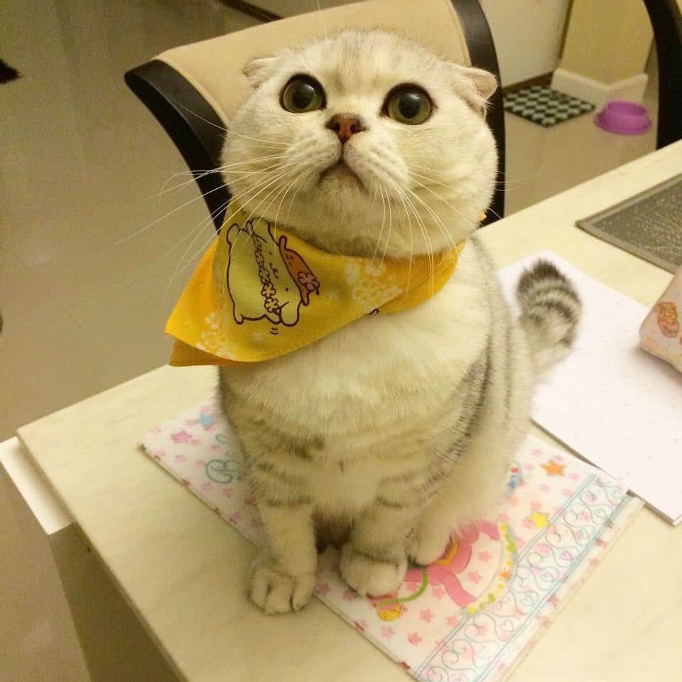 Haruのインスタグラム：「Yellow me #haruthecat #อ้วนแต่เล็กแต่น้อย」