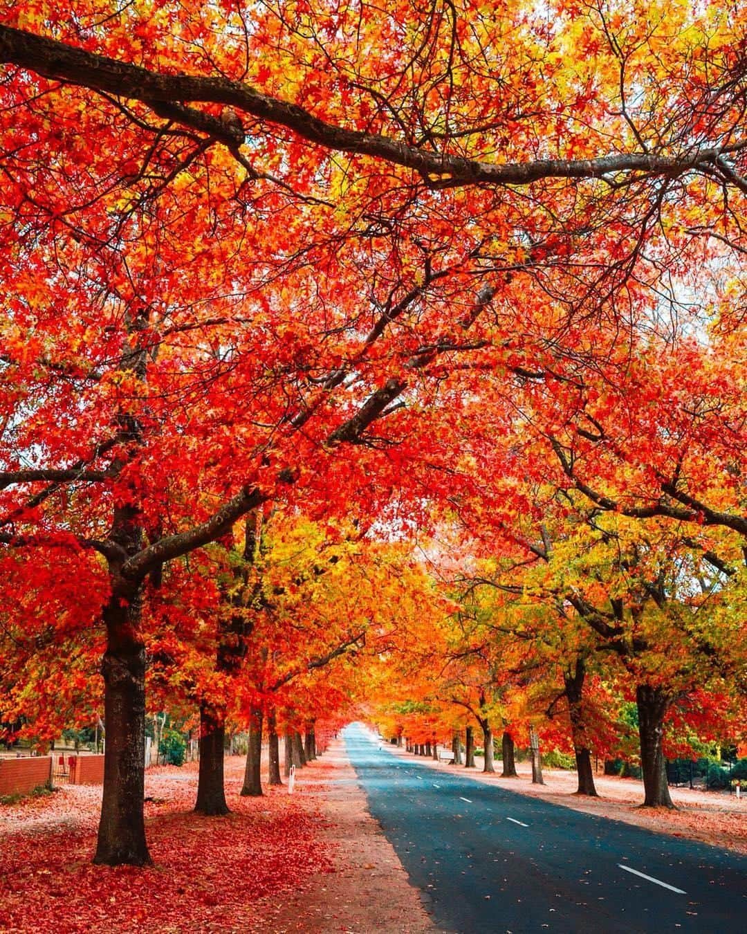 Australiaさんのインスタグラム写真 - (AustraliaInstagram)「We simply can't get enough of these brilliant #autumn hues 🍂🍁 As you can see here in @judahgrubb_’s stunning capture of the streets of #Macedon in Victoria, autumn is at its finest right now in #Australia, with parts of the country exploding in rich shades of red, gold and orange. Keen to get amongst the autumnal vibes for yourself? Some other regional hotspots to get snap happy at in #visitvictoria include @brightandsurrounds and Beechworth in @seehighcountry, the historic township of @visitwalhalla, @visitdandenongranges and @daylesfordmacedonranges. Enjoy!  #seeaustralia #visitvictoria #nature #fallcolours #travel」5月6日 20時00分 - australia