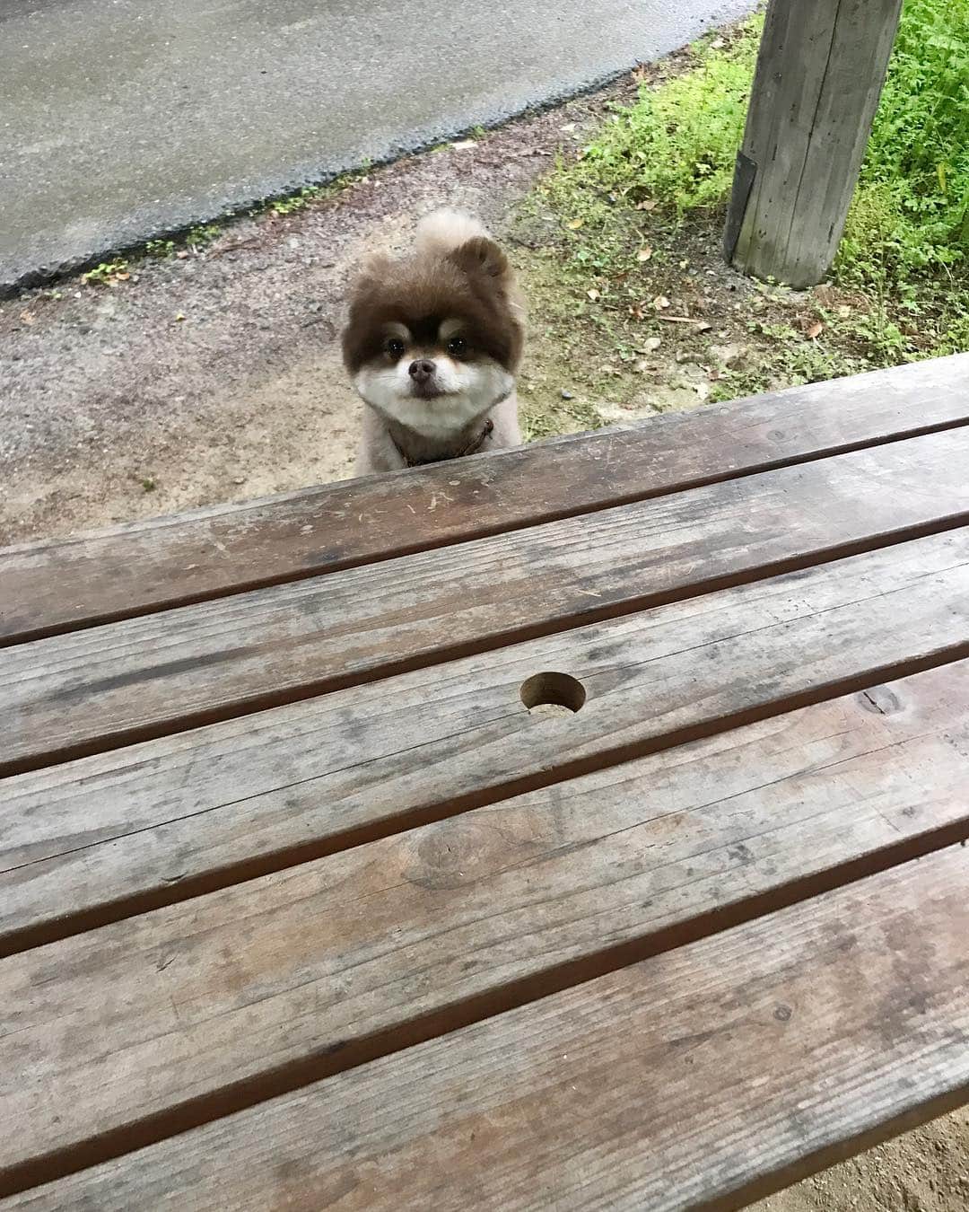 chiiika124さんのインスタグラム写真 - (chiiika124Instagram)「キャンプと森林浴 ハンモックを出してみたり、焚き火をしたり。 カリっとふわっとなピザが焼けた🍕 ・ #gw今日で終わり#手作りピザ #犬連れキャンプ  #キャンプ#デイキャン#アウトドア #ししまる#ししまるぐらむ #ポメラニアン#ポメ#pomeranian#pom #instadog#dogstagram#愛犬#ふわもこ部#犬バカ部#癒し#pompom#チョコタン#柴犬カット」5月6日 20時08分 - chiika26