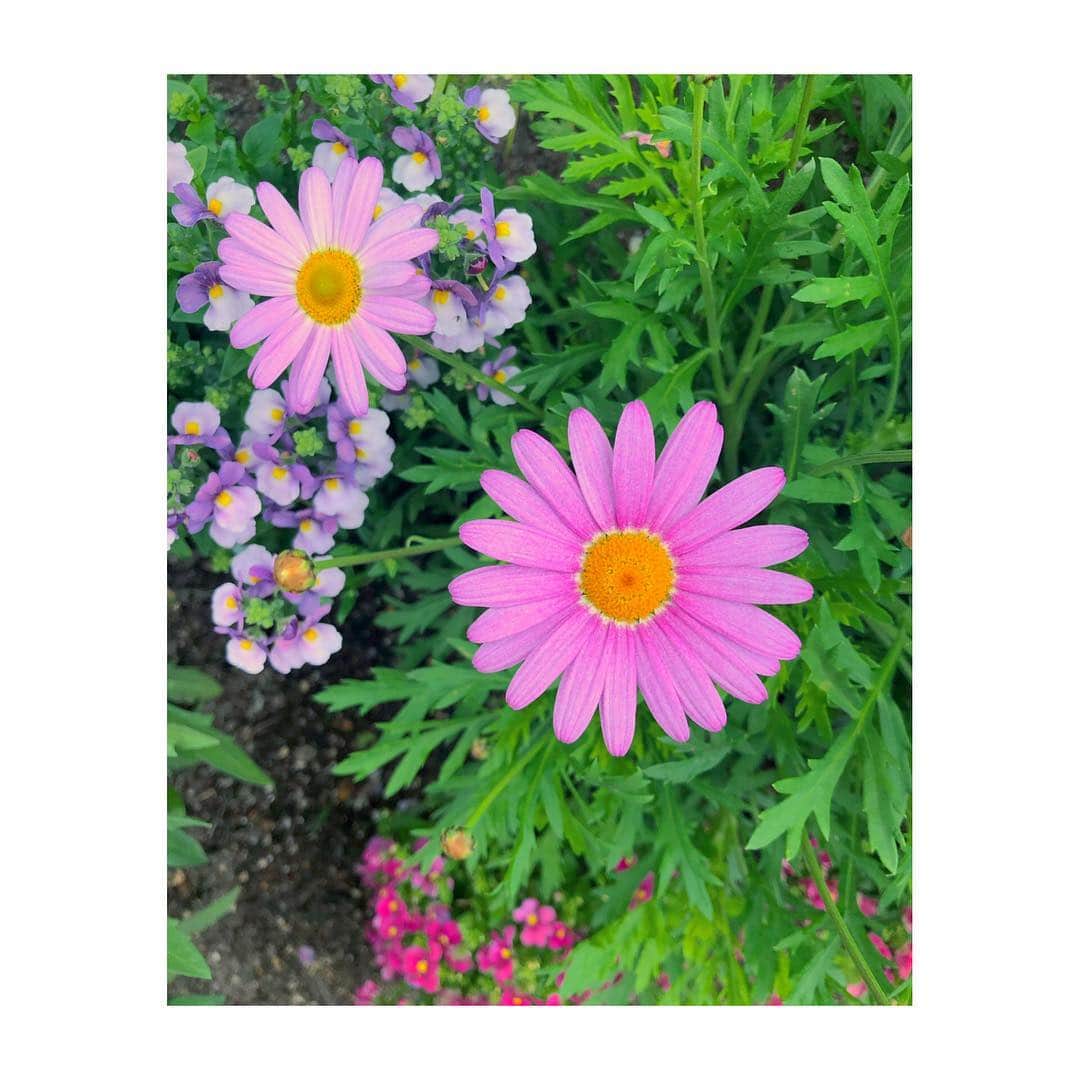 森千波さんのインスタグラム写真 - (森千波Instagram)「#1000hana . . . . #marguerite#flowers#pink#マーガレット#花#ピンク」5月6日 20時05分 - 1000wave