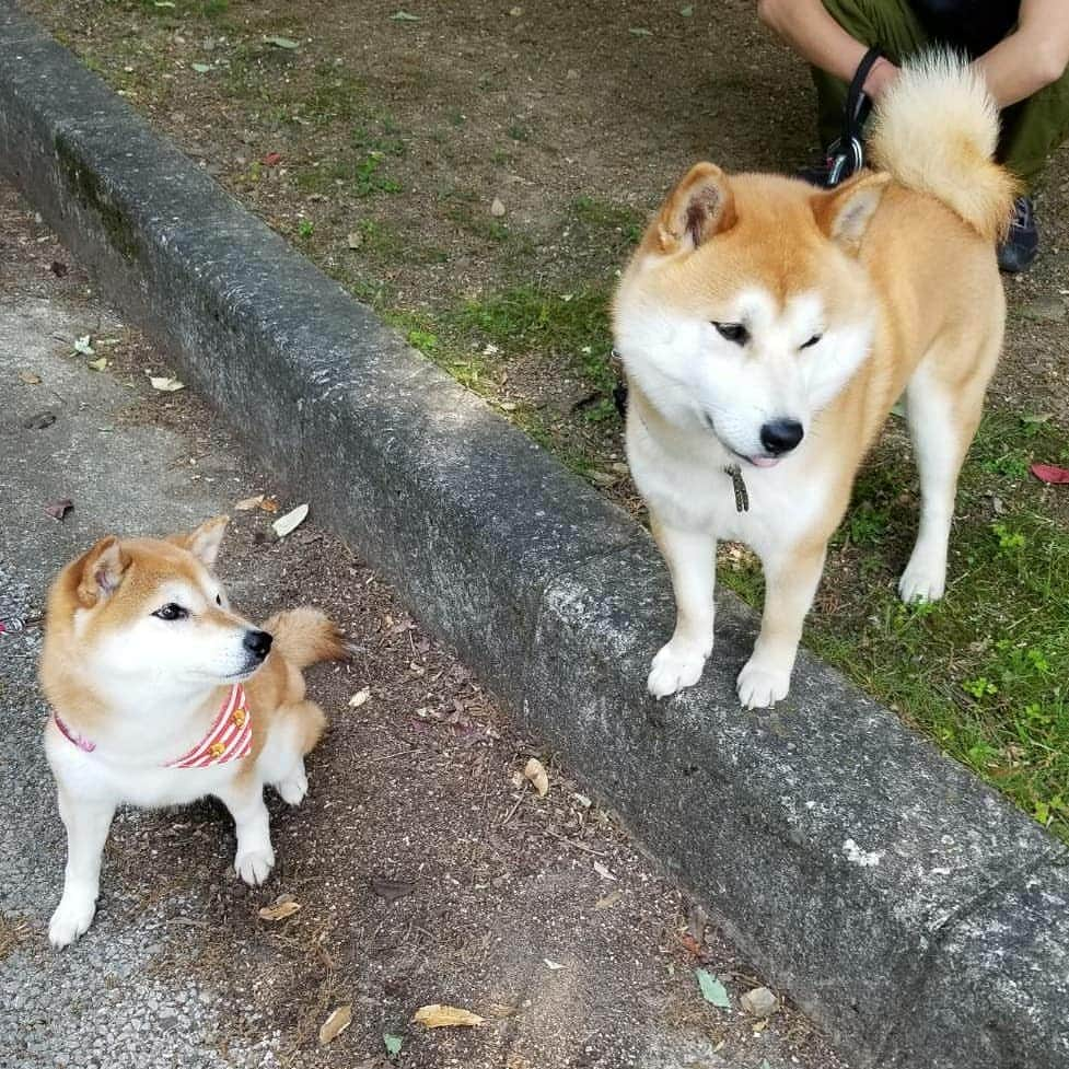 ハナとソラさんのインスタグラム写真 - (ハナとソラInstagram)「* 連休最終日 #宝ヶ池クローバーマーケット  に行ってきたよ  @cafe.seikatsunogara さんの キャラパリチーズケーキは 残念ながら売り切れだったけど ヒサゴくんに会えて 一緒におやつ食べたの  お父さんのたこ焼きも美味しそう  楽しく過ごした帰り道 ちょっとしたハプニングが‼️ それは @nishimari0420 のところで… * #柴犬 #柴犬こよみ #宝ヶ池 #柴犬のここが好き #shibastagram #shibainu #しばこうロス #しばすたぐらむ」5月6日 20時17分 - nsdikm_hanasora