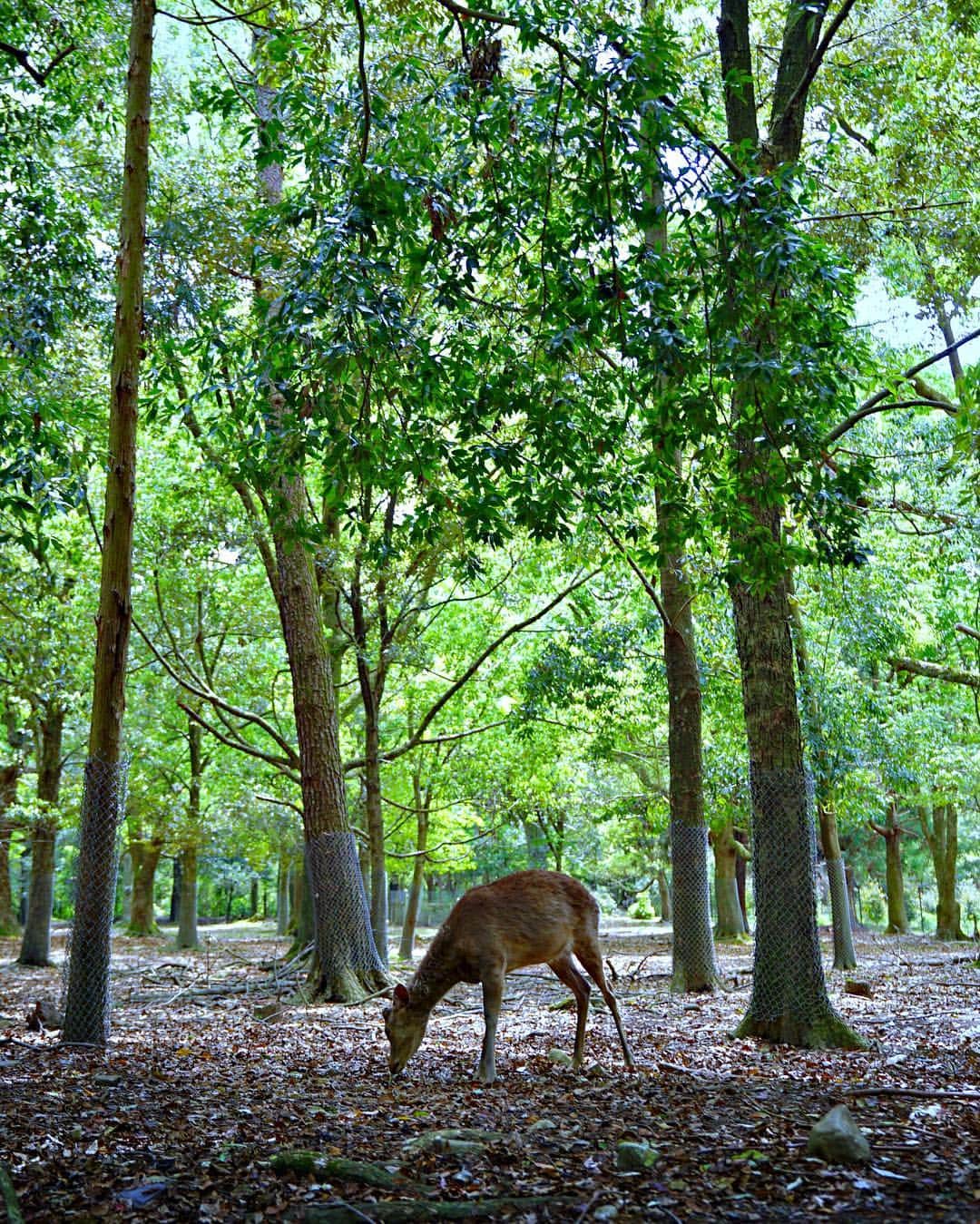 Koichiのインスタグラム：「. . Green forest 🦌 . . 今日は #立夏 📍#奈良公園 #奈良 #Nara .」