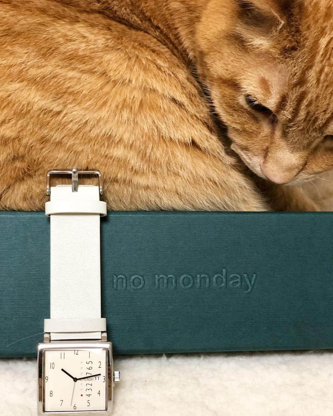 mayumiさんのインスタグラム写真 - (mayumiInstagram)「20190506 ✩ ＧＷも終わるね 頑張ろう 週末が待ち遠しいね ． NO Monday様のモニター企画に参加させて頂いてます。 ． こちらの時計はKNシリーズ 35mm 日付と曜日も確認できちゃうし ユニークなスクエア型のフェイスがとっても可愛くてお気に入り ． 他にも素敵なデザインがありますので @nomonday_jp  さまのHPでご確認くださいね ． ． 👇🏻割引クーポンを発行していただきました！ 10％OFFクーポンコード：imuyamotas  よかったら使ってくださいね！ ． #nomonday#ノーマンデー#腕時計#時計#手元倶楽部 ． ． #シブにゃん隊over10 #無敵の親バカ同盟 #IGersJP#ふわもこ部 #テリー2019 ． #cat#猫#ねこ#ネコ#茶トラ#고양이#gingercat#catstagram#instacat#weeklyfluff #Excellent_cats#cat_features#catofinstagram ． #サンデイ#ペコねこ部#朝ワンコ夕ニャンコ#sippo#今日のうちの子🐶🐱#nyancon01」5月6日 20時15分 - imuyamotas