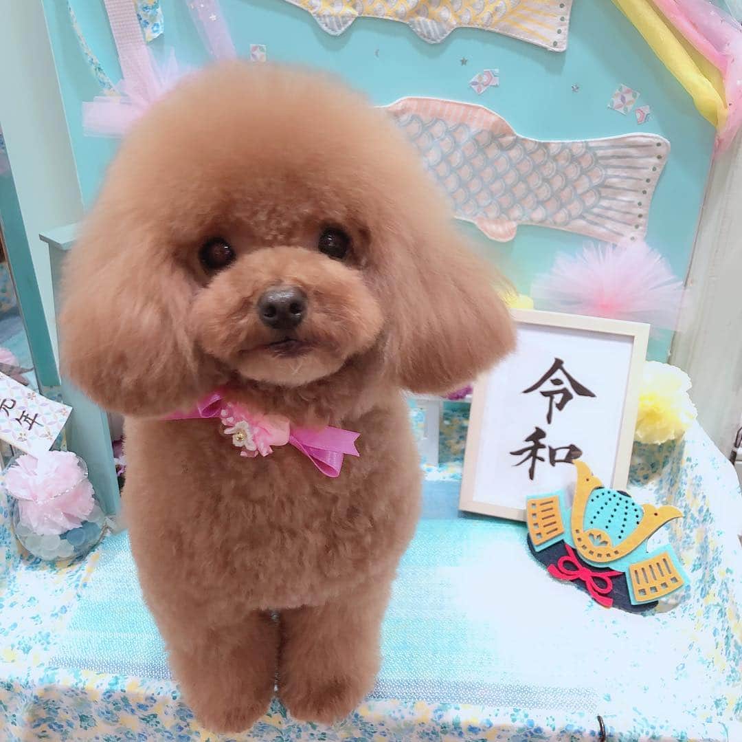 ももちゃん & まろんたんのインスタグラム：「ひなちゃんトリミング行って来ました〜❤️❤️ 今回もふわんふわんです🥰 お疲れでトリミング中に居眠りしちゃってたみたい、、💦 ひなちゃんが眠い理由はもしや、、、💓🤐 ・ ・ #dog #dogs #dogstagram #poodle #poodles #poodlelove #poodleclub #toypoodle #toypoodles #toypoodlelove #toypoodleclub #east_dog_japan #all_dog_japan #ig_poodle #poodlesofficial #ふわふわ #ふわもこ部 #トイプードル #トイプードル部 #トイプードル大好き #トイプードル多頭飼い #ひなちゃん #ティーカッププードル #わんこなしでは生きていけません会 #joker六本木ヒルズ店 #トリミング #toypoodleofficial #令和」