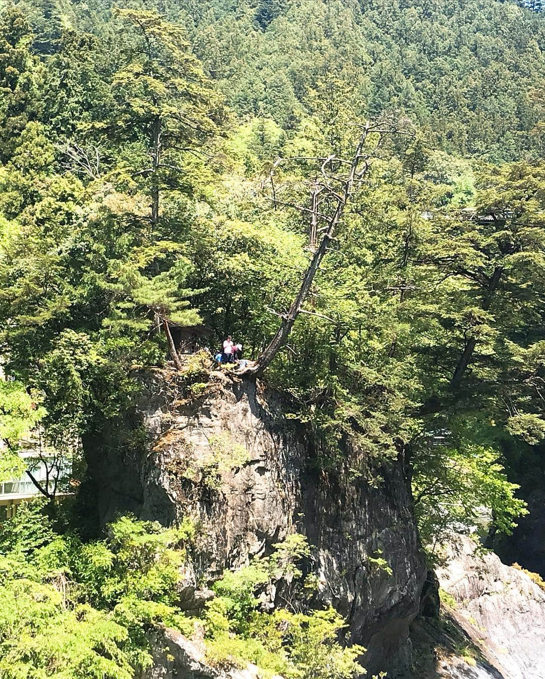 日下裕江さんのインスタグラム写真 - (日下裕江Instagram)「鳩ノ巣小橋  天気が良かったから 橋の上の風が気持ち良かった✨  木々が綺麗な緑🌿  天気が良いと 見るもの全てが綺麗に見える♪  太陽って凄いな☀️ #鳩ノ巣小橋 #鳩ノ巣渓谷 #晴天 #綺麗なグリーン #吊橋」5月6日 20時26分 - hiroe___h