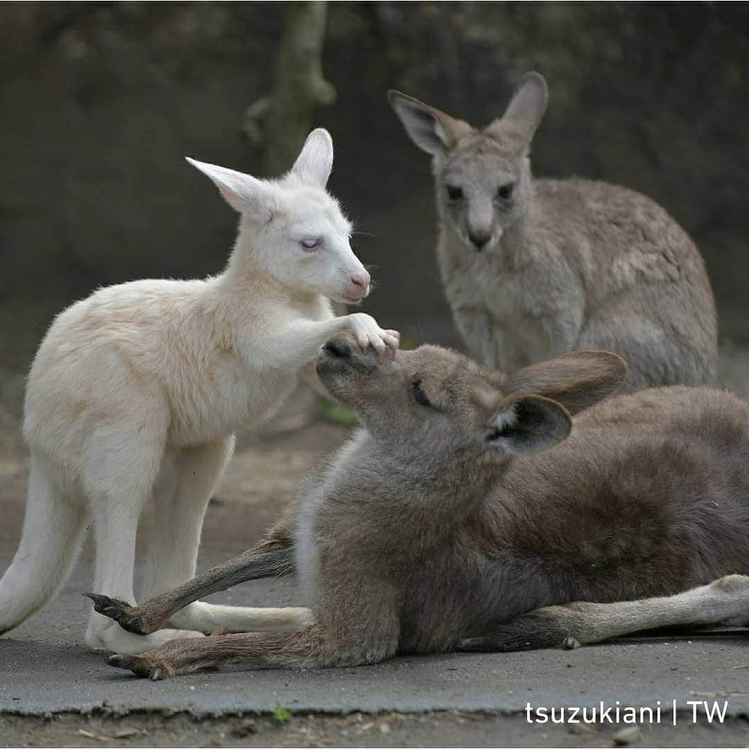 9GAGさんのインスタグラム写真 - (9GAGInstagram)「Mommy's boi - 📸都築英哲 | TW - #kangaroo #joey #albonokangaroo #9gag」5月6日 20時31分 - 9gag