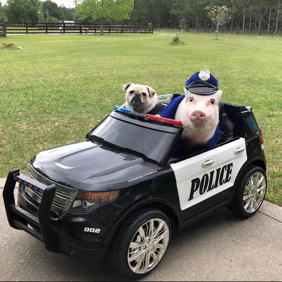 Priscilla and Poppletonさんのインスタグラム写真 - (Priscilla and PoppletonInstagram)「🚨COME SEE US! - JACKSONVILLE, FL Pop the cop and I are excited to announce that we will be @k9sunited 9K, 5K, and 1 mile fun run this Saturday at Metro Park in Jacksonville, FL to show our support to this nonprofit organization that honors and supports the K9s of law-enforcement. 🚓👮🏻‍♂️🐶 . We will be hanging out after the race, so come by and see us. This is going to be a community event with food, music, kid’s activities and an AMAZING K9 DEMONSTRATION. You can find us with our vet in the Atlantic Veterinary Hospital tent after the race, and you are welcome to take pics with us, too.📸🐷 . If you aren’t local and still want to help, they are offering a Virtual Run where you can run where and when you can and still win a t-shirt/bandana and medal while supporting a great cause. Get all the event details by clicking on the link in our bio or visiting www.k9sunited.org. We had such a blast at this event last year and hope to see some of you there!🚓🐷🐶#lendahoof #justapigandhispug #k9sunited #jacksonville #Pigtailthepug #JSO #PoptheCop #jaxsheriff #PrissyandPop」5月6日 20時57分 - prissy_pig