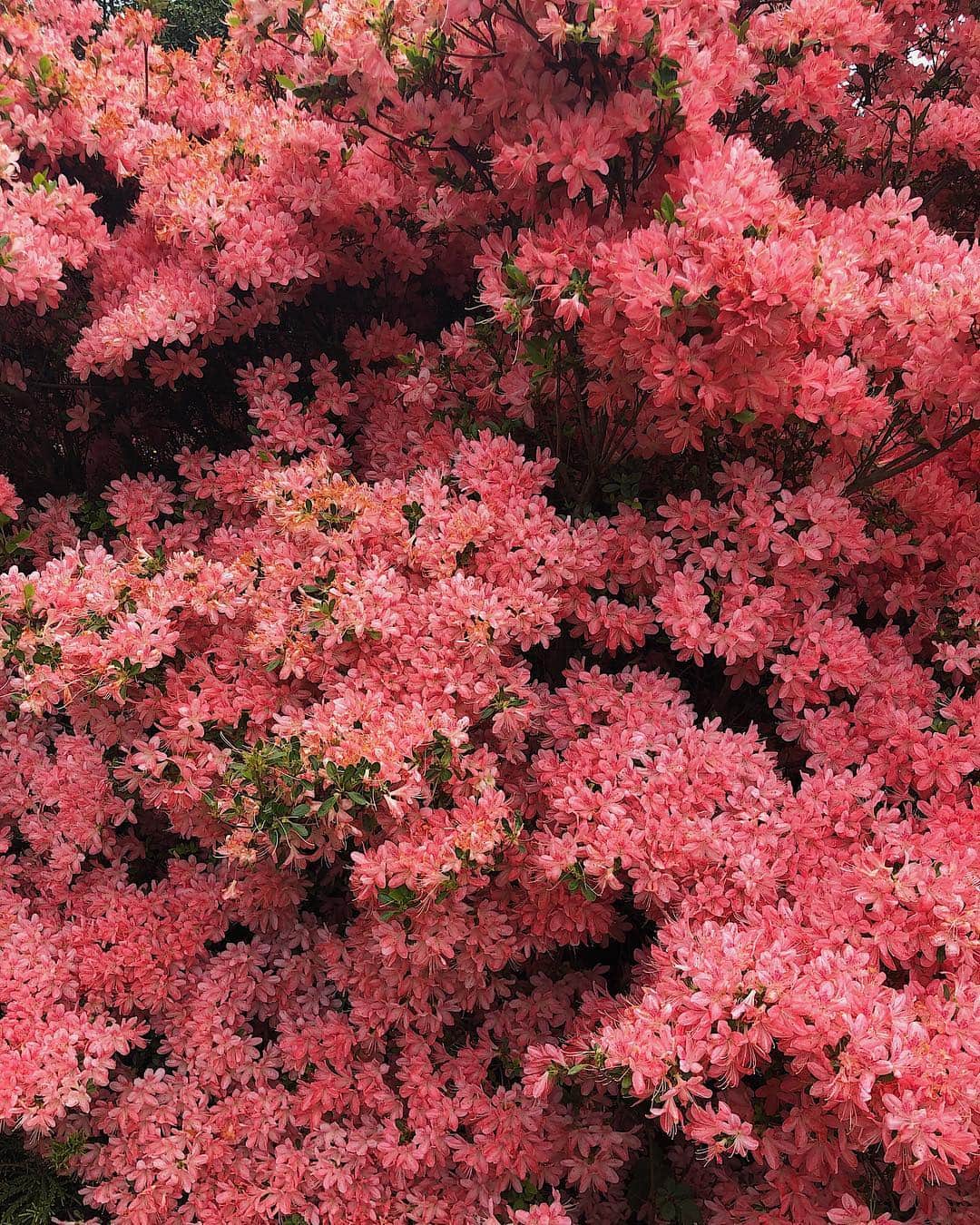 齊藤澪菜さんのインスタグラム写真 - (齊藤澪菜Instagram)「はっぴーれなぴ🤗💘インスタ映えすぎてここに載せられないくらいシュールな写真たくさん撮れたww 次は紫陽花が咲く頃にまた来たいな〜 あ、この白いトップスとキャミソールはどちらも @searoomlynn_official のやつ。可愛いっしょ？女だしちゃった〜 ㅤ #足利フラワーパーク #ashikagaflowerpark」5月6日 21時03分 - rena62s