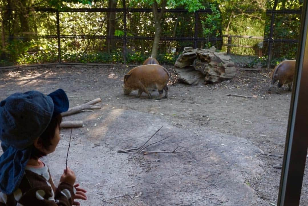 龍円愛梨さんのインスタグラム写真 - (龍円愛梨Instagram)「誕生日は、横浜ズーラシアへ。動物好きのニコは、楽しんでくれたみたい。「チーター」と「イノシシ」が新たに言えるようになりました。  We went a zoo in Yokohama on Nico’s Birthday. Nico got excited to see all kind of animals in the reality.  #zoo #animalslove #birthdaypresent #6yearsold」5月6日 21時03分 - airi_ryuen