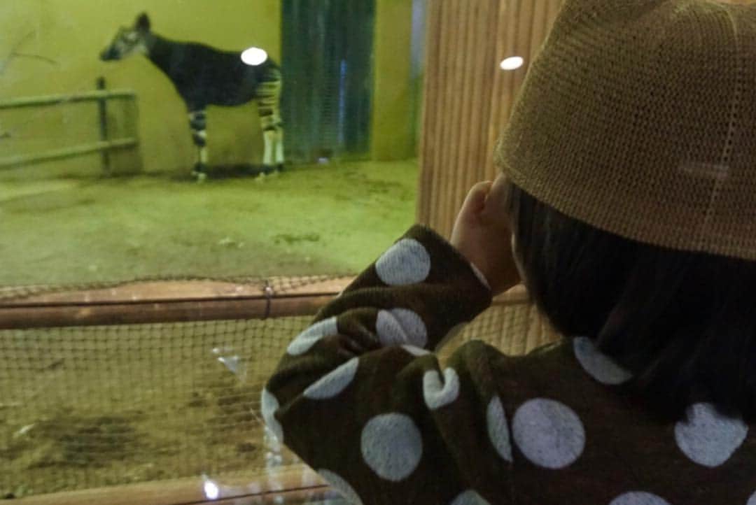 龍円愛梨さんのインスタグラム写真 - (龍円愛梨Instagram)「誕生日は、横浜ズーラシアへ。動物好きのニコは、楽しんでくれたみたい。「チーター」と「イノシシ」が新たに言えるようになりました。  We went a zoo in Yokohama on Nico’s Birthday. Nico got excited to see all kind of animals in the reality.  #zoo #animalslove #birthdaypresent #6yearsold」5月6日 21時03分 - airi_ryuen