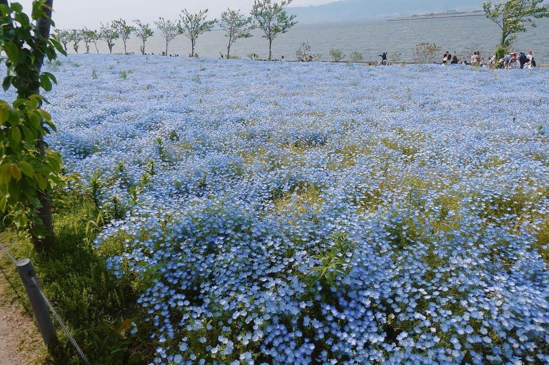 Risako Yamamotoさんのインスタグラム写真 - (Risako YamamotoInstagram)「ＴＥＡＭネモフィラ💠💠💠 ・ 3人で目的地を相談して決めたはずだったけど、いざ着いてみると2人とのテンションの違いに気付き…笑🤔 ・ ・ 次はバラ園に行きたいね♥️って言ったLINEは2人からお返事がありません。笑笑 ・ #舞洲シーサイドパーク #舞洲 #ネモフィラ #ネモフィラ祭り」5月6日 21時05分 - risako_yamamoto