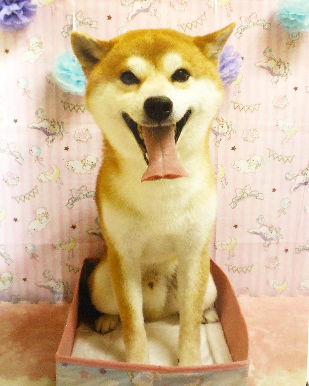 のインスタグラム：「. #Smile  Yu🐶 . #おやすみなさい #一昨日のトリミングにて #いつもの記念撮影 #トリマーさん撮影 #ピカピカになったよー！」
