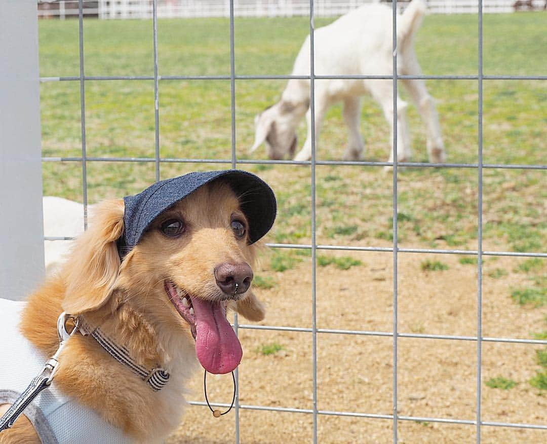 Sora Momoさんのインスタグラム写真 - (Sora MomoInstagram)「ワールド牧場🐑に行ってきたよ🐶🐾 〜そら編〜 ☺︎ 先日淡路島に行った時 そらがあまりにも動物に興味津々 お友達になりたがっていたので 今日は動物さん達と触れ合えるワールド牧場に行ってきました🐎🐑🐐🐖 ☺︎ 触れ合えるって言っても 柵の中に入って触れ合えるのは人間だけ そらは柵越しなんだけど... 柵の隙間から無理やり顔突っ込んじゃってる〜💦 可愛い仔山羊さんなんか、柵越しにペロペロしちゃって😅💦 羊さんやヤギさんもびっくり💦 すごく大きなお馬さんだろうが豚さんだろうがお構いなしでお友達になろうとするそらにヒヤヒヤさせられる飼い主でした でも、ほんとにうれしそうなそらを見てたら来てよかったなぁって思ったよ😊💓 ☺︎ #動物さん達こんにちは#柵の隙間から顔突っ込んでご挨拶#仔山羊さんペロペロ#こんなところでも#ペロオ#可愛いと思ったら#わんこじゃなくてもペロペロ#豚さんとおちり比べ#豚さんに内緒話#誰とでもお友達になりたい#超社交的#でもこれ大丈夫なのかな💦#仲良し#そらと動物さん#ワールド牧場 #ダックス#ミニチュアダックス #dachshund #miniaturedachshund」5月6日 21時30分 - teratera_sorapu_