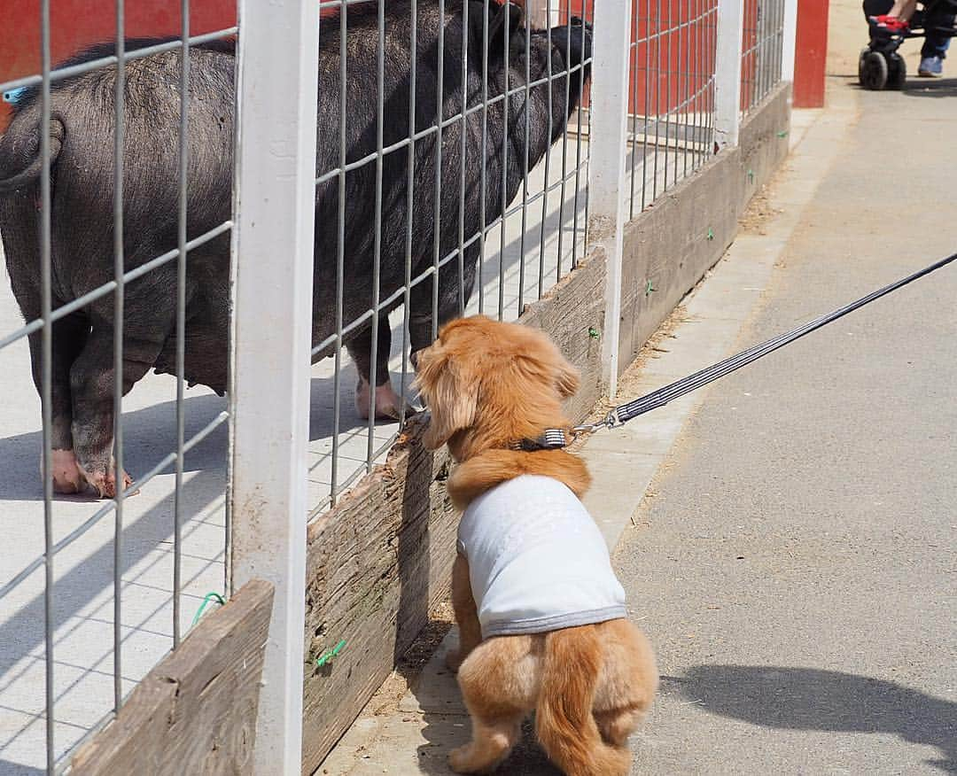 Sora Momoさんのインスタグラム写真 - (Sora MomoInstagram)「ワールド牧場🐑に行ってきたよ🐶🐾 〜そら編〜 ☺︎ 先日淡路島に行った時 そらがあまりにも動物に興味津々 お友達になりたがっていたので 今日は動物さん達と触れ合えるワールド牧場に行ってきました🐎🐑🐐🐖 ☺︎ 触れ合えるって言っても 柵の中に入って触れ合えるのは人間だけ そらは柵越しなんだけど... 柵の隙間から無理やり顔突っ込んじゃってる〜💦 可愛い仔山羊さんなんか、柵越しにペロペロしちゃって😅💦 羊さんやヤギさんもびっくり💦 すごく大きなお馬さんだろうが豚さんだろうがお構いなしでお友達になろうとするそらにヒヤヒヤさせられる飼い主でした でも、ほんとにうれしそうなそらを見てたら来てよかったなぁって思ったよ😊💓 ☺︎ #動物さん達こんにちは#柵の隙間から顔突っ込んでご挨拶#仔山羊さんペロペロ#こんなところでも#ペロオ#可愛いと思ったら#わんこじゃなくてもペロペロ#豚さんとおちり比べ#豚さんに内緒話#誰とでもお友達になりたい#超社交的#でもこれ大丈夫なのかな💦#仲良し#そらと動物さん#ワールド牧場 #ダックス#ミニチュアダックス #dachshund #miniaturedachshund」5月6日 21時30分 - teratera_sorapu_