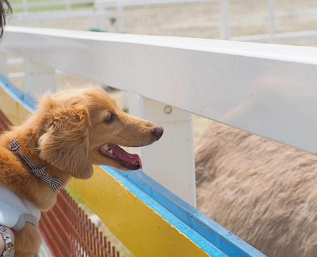 Sora Momoさんのインスタグラム写真 - (Sora MomoInstagram)「ワールド牧場🐑に行ってきたよ🐶🐾 〜そら編〜 ☺︎ 先日淡路島に行った時 そらがあまりにも動物に興味津々 お友達になりたがっていたので 今日は動物さん達と触れ合えるワールド牧場に行ってきました🐎🐑🐐🐖 ☺︎ 触れ合えるって言っても 柵の中に入って触れ合えるのは人間だけ そらは柵越しなんだけど... 柵の隙間から無理やり顔突っ込んじゃってる〜💦 可愛い仔山羊さんなんか、柵越しにペロペロしちゃって😅💦 羊さんやヤギさんもびっくり💦 すごく大きなお馬さんだろうが豚さんだろうがお構いなしでお友達になろうとするそらにヒヤヒヤさせられる飼い主でした でも、ほんとにうれしそうなそらを見てたら来てよかったなぁって思ったよ😊💓 ☺︎ #動物さん達こんにちは#柵の隙間から顔突っ込んでご挨拶#仔山羊さんペロペロ#こんなところでも#ペロオ#可愛いと思ったら#わんこじゃなくてもペロペロ#豚さんとおちり比べ#豚さんに内緒話#誰とでもお友達になりたい#超社交的#でもこれ大丈夫なのかな💦#仲良し#そらと動物さん#ワールド牧場 #ダックス#ミニチュアダックス #dachshund #miniaturedachshund」5月6日 21時30分 - teratera_sorapu_