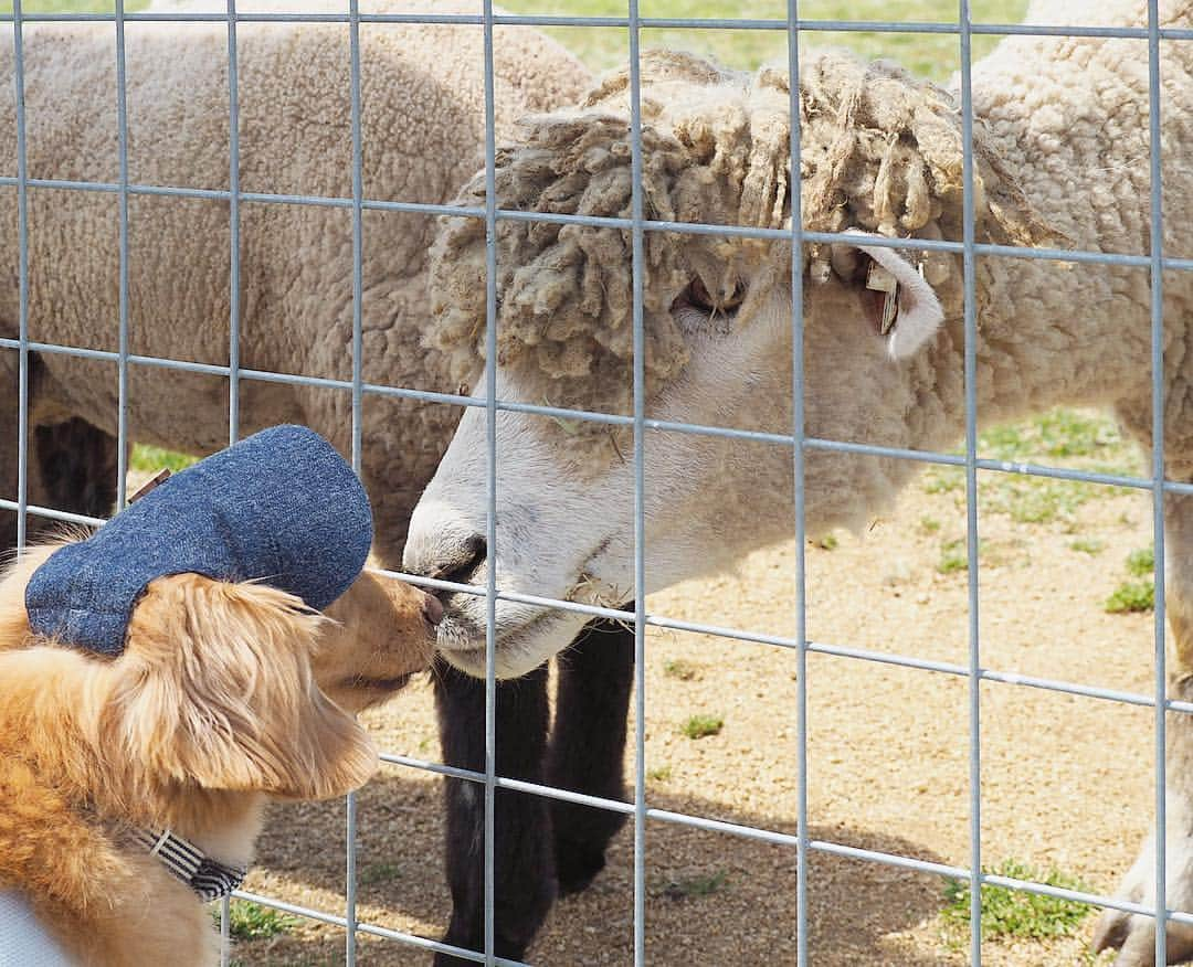 Sora Momoさんのインスタグラム写真 - (Sora MomoInstagram)「ワールド牧場🐑に行ってきたよ🐶🐾 〜そら編〜 ☺︎ 先日淡路島に行った時 そらがあまりにも動物に興味津々 お友達になりたがっていたので 今日は動物さん達と触れ合えるワールド牧場に行ってきました🐎🐑🐐🐖 ☺︎ 触れ合えるって言っても 柵の中に入って触れ合えるのは人間だけ そらは柵越しなんだけど... 柵の隙間から無理やり顔突っ込んじゃってる〜💦 可愛い仔山羊さんなんか、柵越しにペロペロしちゃって😅💦 羊さんやヤギさんもびっくり💦 すごく大きなお馬さんだろうが豚さんだろうがお構いなしでお友達になろうとするそらにヒヤヒヤさせられる飼い主でした でも、ほんとにうれしそうなそらを見てたら来てよかったなぁって思ったよ😊💓 ☺︎ #動物さん達こんにちは#柵の隙間から顔突っ込んでご挨拶#仔山羊さんペロペロ#こんなところでも#ペロオ#可愛いと思ったら#わんこじゃなくてもペロペロ#豚さんとおちり比べ#豚さんに内緒話#誰とでもお友達になりたい#超社交的#でもこれ大丈夫なのかな💦#仲良し#そらと動物さん#ワールド牧場 #ダックス#ミニチュアダックス #dachshund #miniaturedachshund」5月6日 21時30分 - teratera_sorapu_