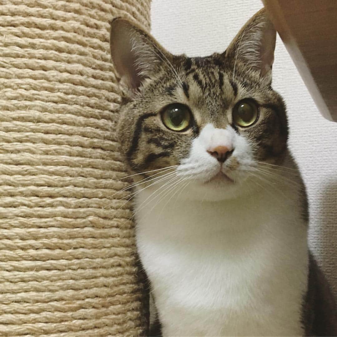 野本かりあのインスタグラム：「インスタ映えって、そんなに美味しいご飯なの？ #一個猫の見解です #lukarly」