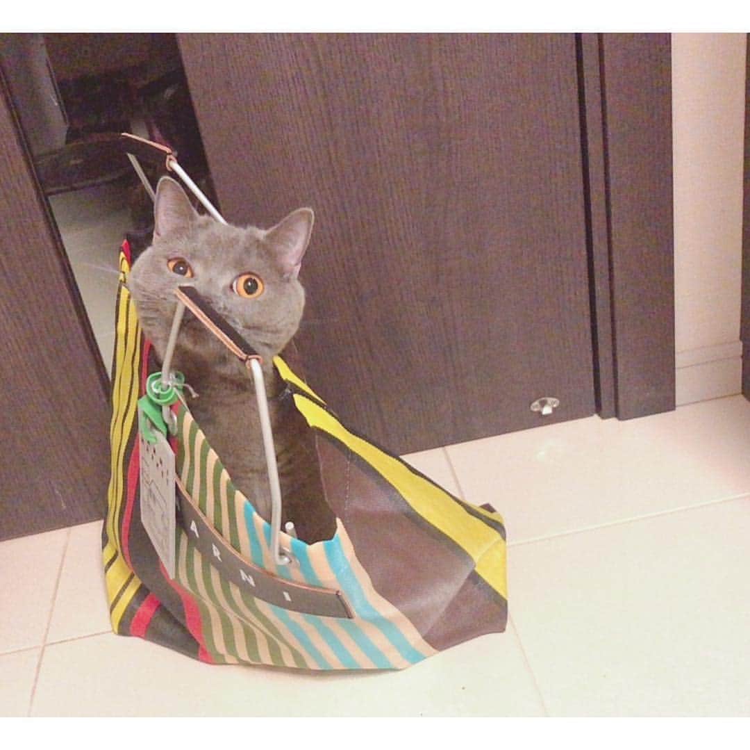 東なつ紀のインスタグラム：「ラッカーレッドと迷ったけど 私はこっちかな❤︎ まま朝から並んでくれてありがとう😊💕 #MARNI #marniflowercafe  #猫」