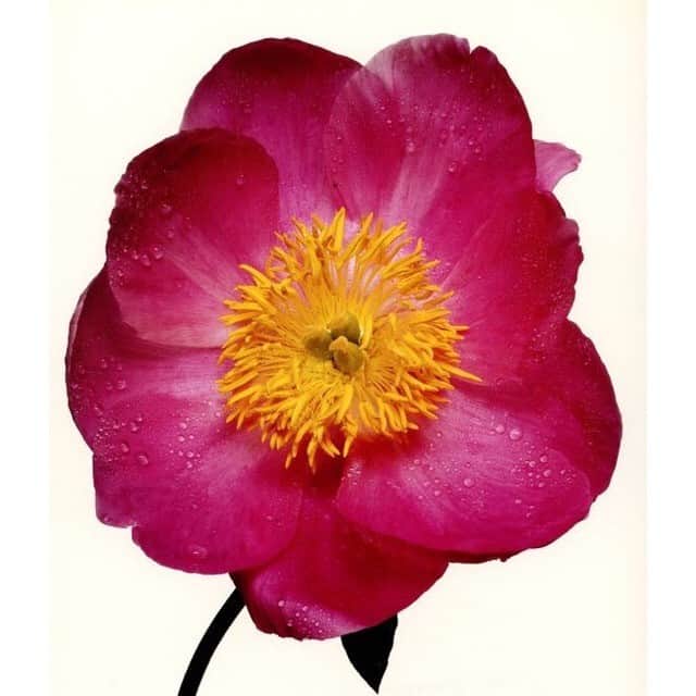 アダムさんのインスタグラム写真 - (アダムInstagram)「Single-Flowered Red, Festiva Maxima. Irving Penn, 1980 #irvingpenn」5月6日 21時41分 - adamlippes
