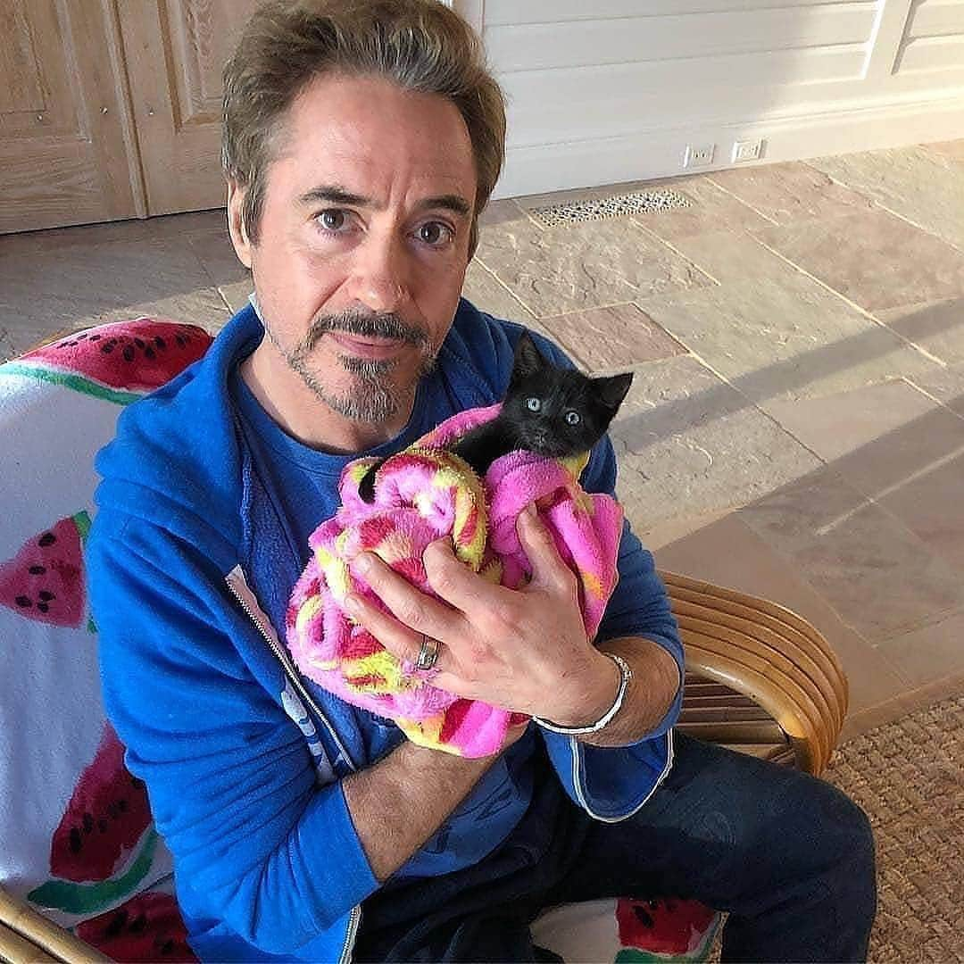 Cute Pets Dogs Catsさんのインスタグラム写真 - (Cute Pets Dogs CatsInstagram)「"I love you 3000." - @robertdowneyjr @bethostern Support our page with a ❤️ #kittens_of_world and follow us to be featured 😸  Notification ON 💙  #chat #neko #gato #gatto #meow #kawaii #nature #pet #animal #instacat #instapet #mycat #catlover #cutecats #cutest #meow #kittycat #topcatphoto #kittylove #mycat #instacats #instacat #ilovecat #kitties #gato #kittens #kitten」5月6日 21時51分 - dailycatclub