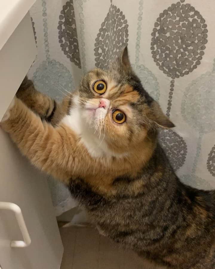 Tinaのインスタグラム：「Now this is a mood. 🤦🏻‍♀️😅」